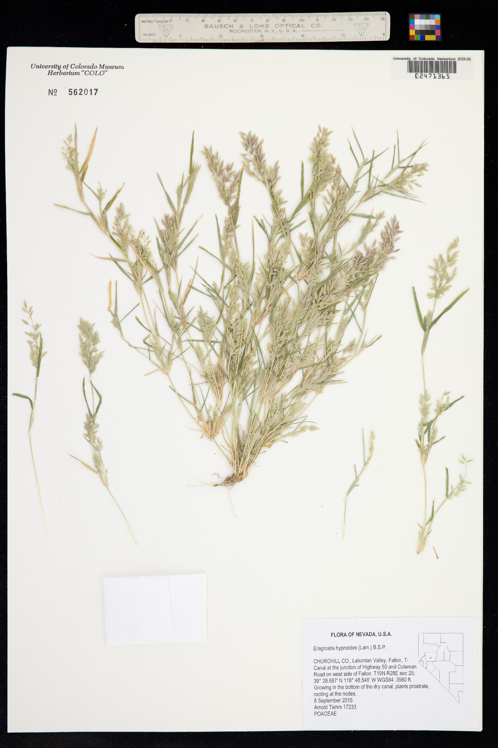 Eragrostis hypnoides image