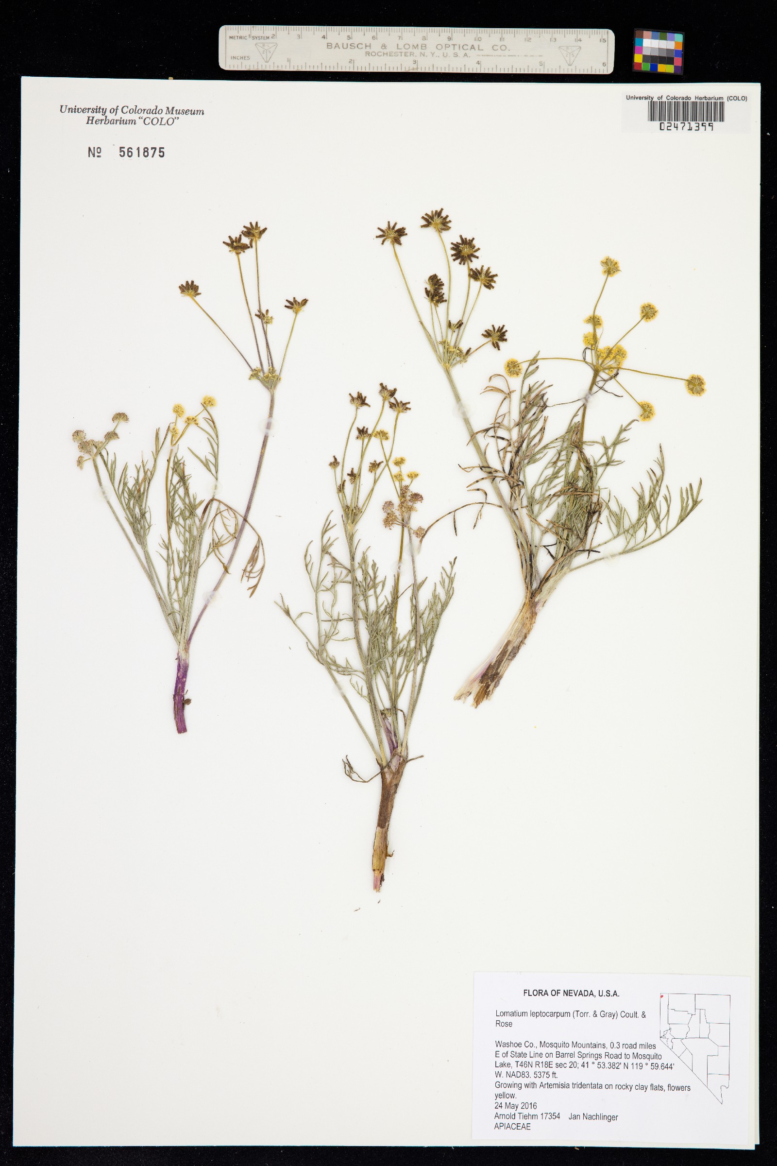 Lomatium bicolor var. leptocarpum image