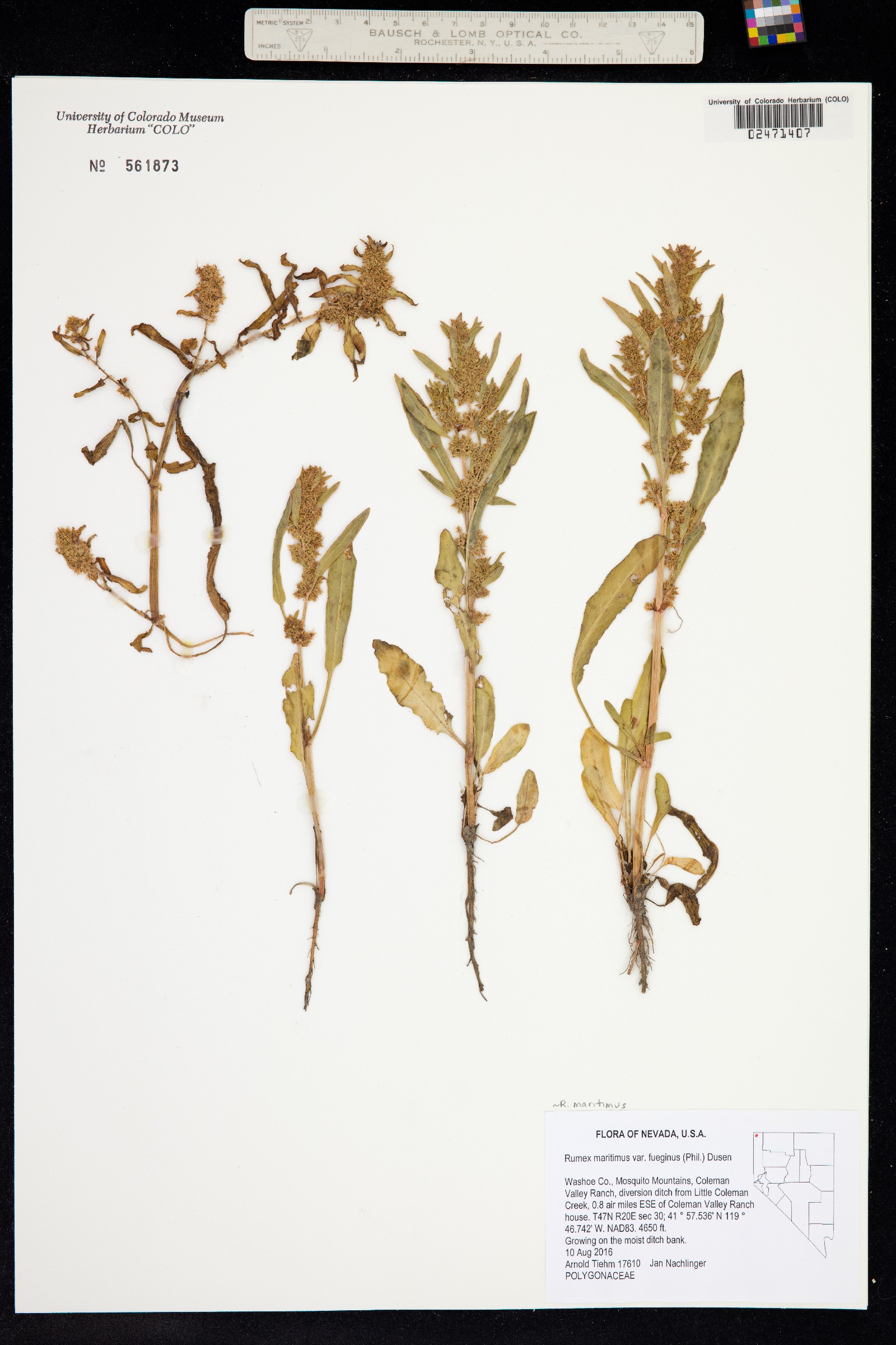 Rumex maritimus image