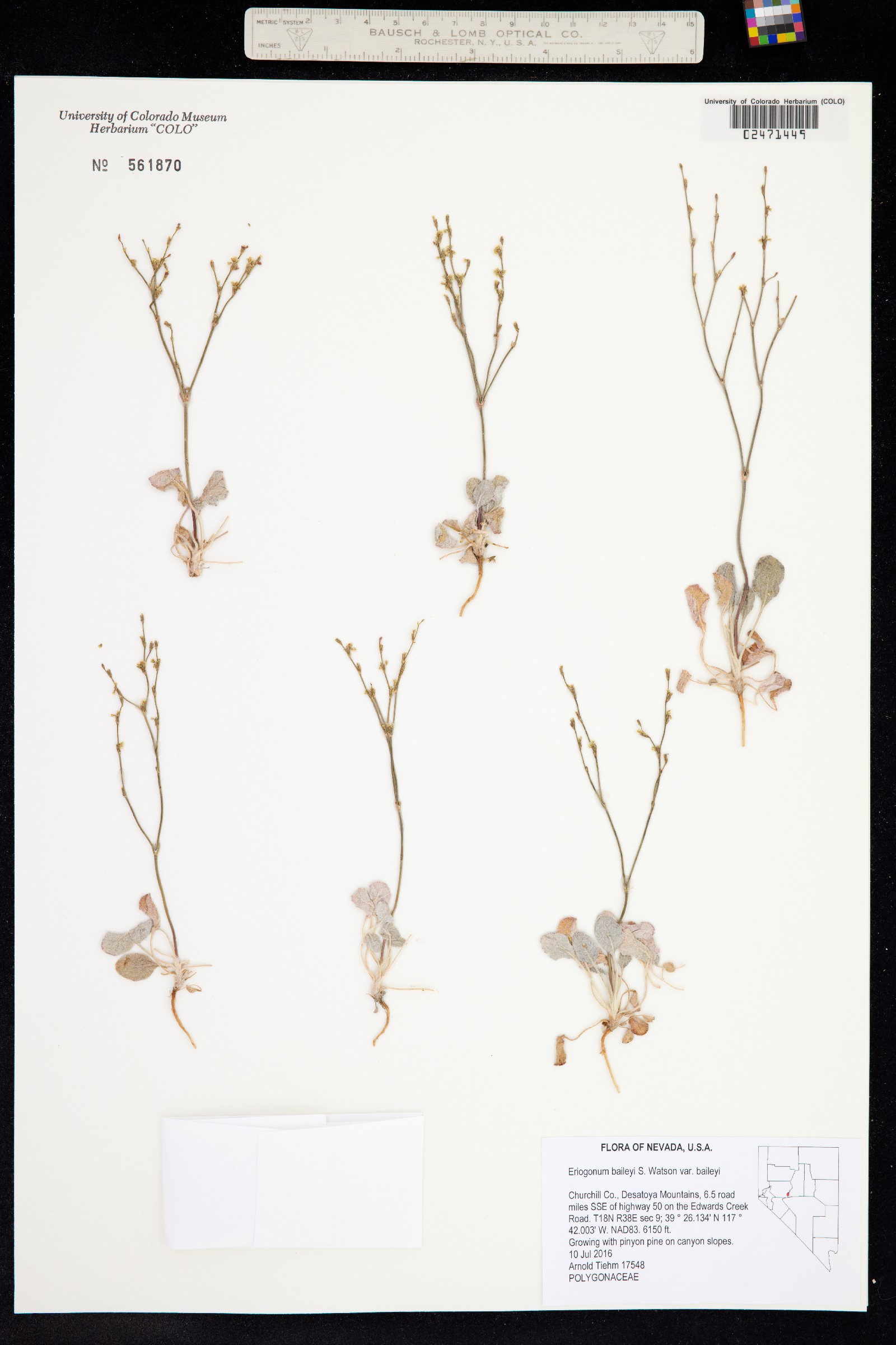 Eriogonum baileyi image
