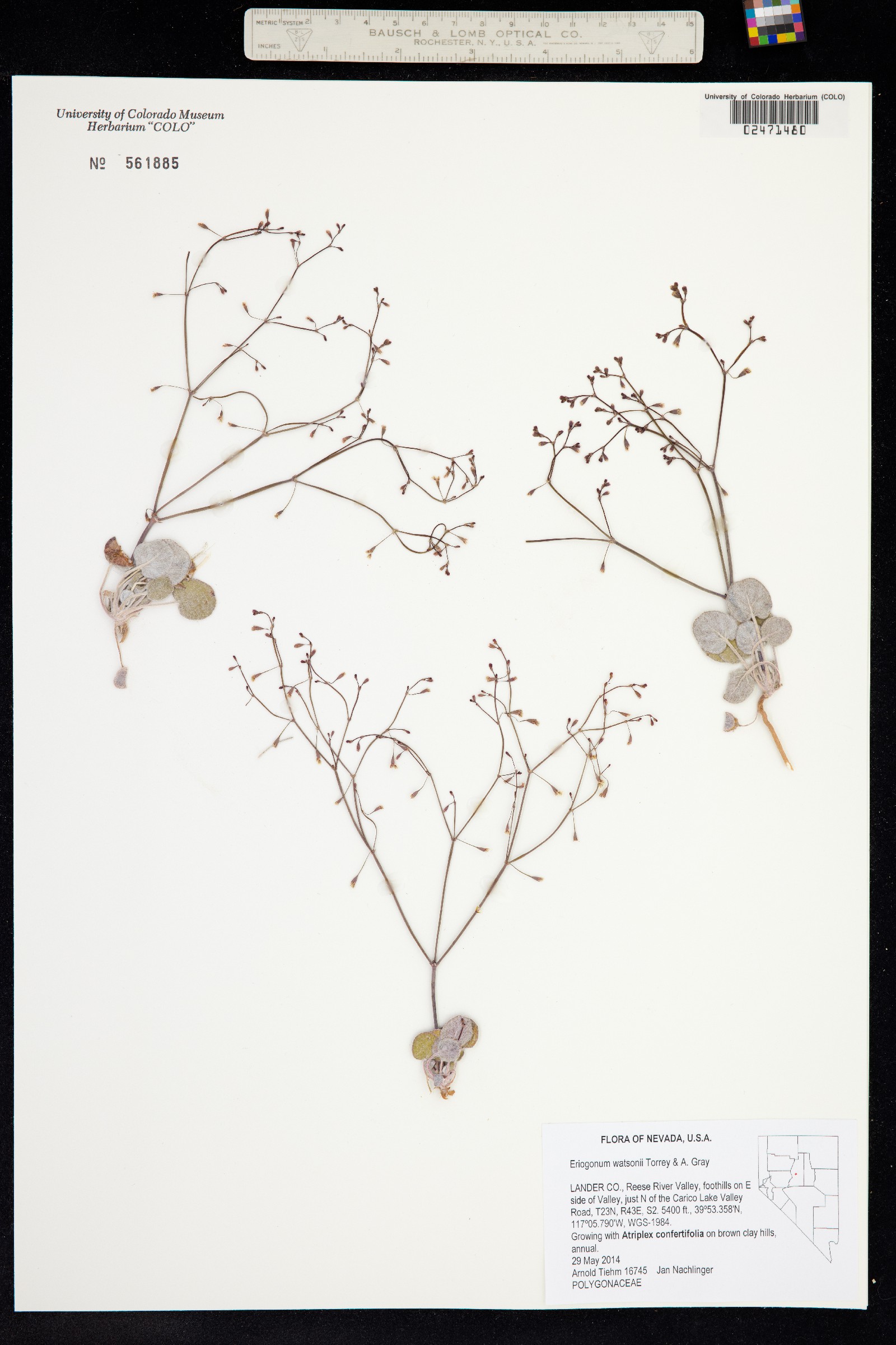 Eriogonum watsonii image