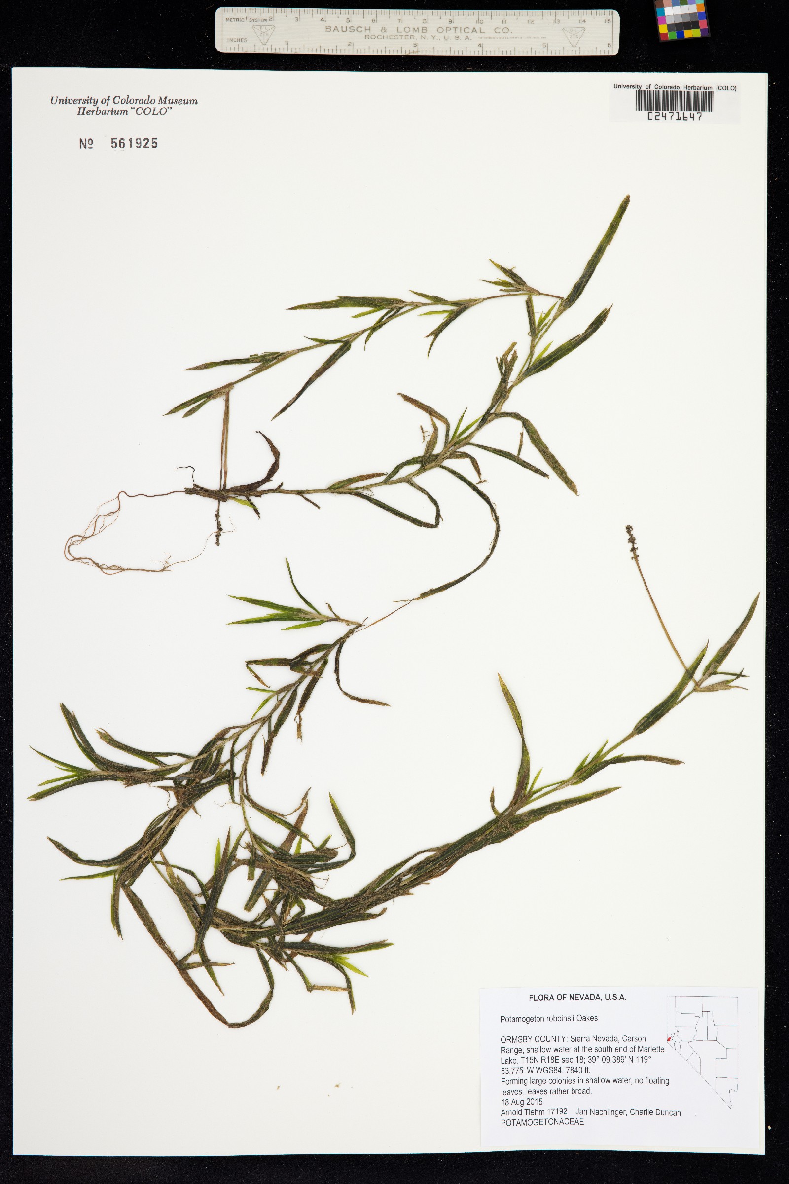 Potamogeton robbinsii image
