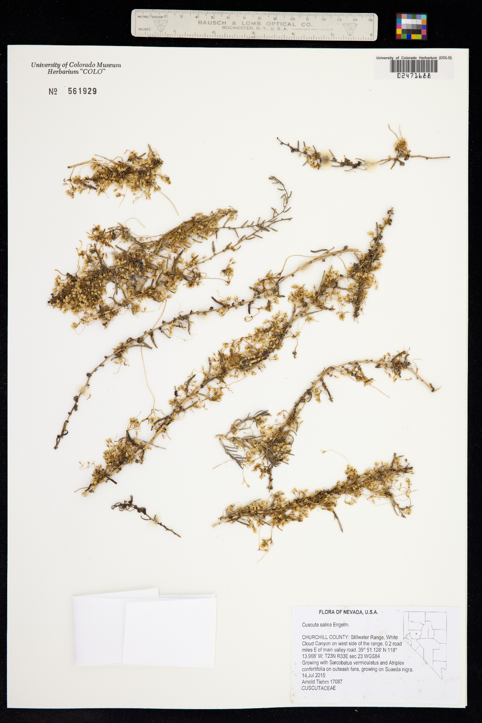 Cuscuta salina image