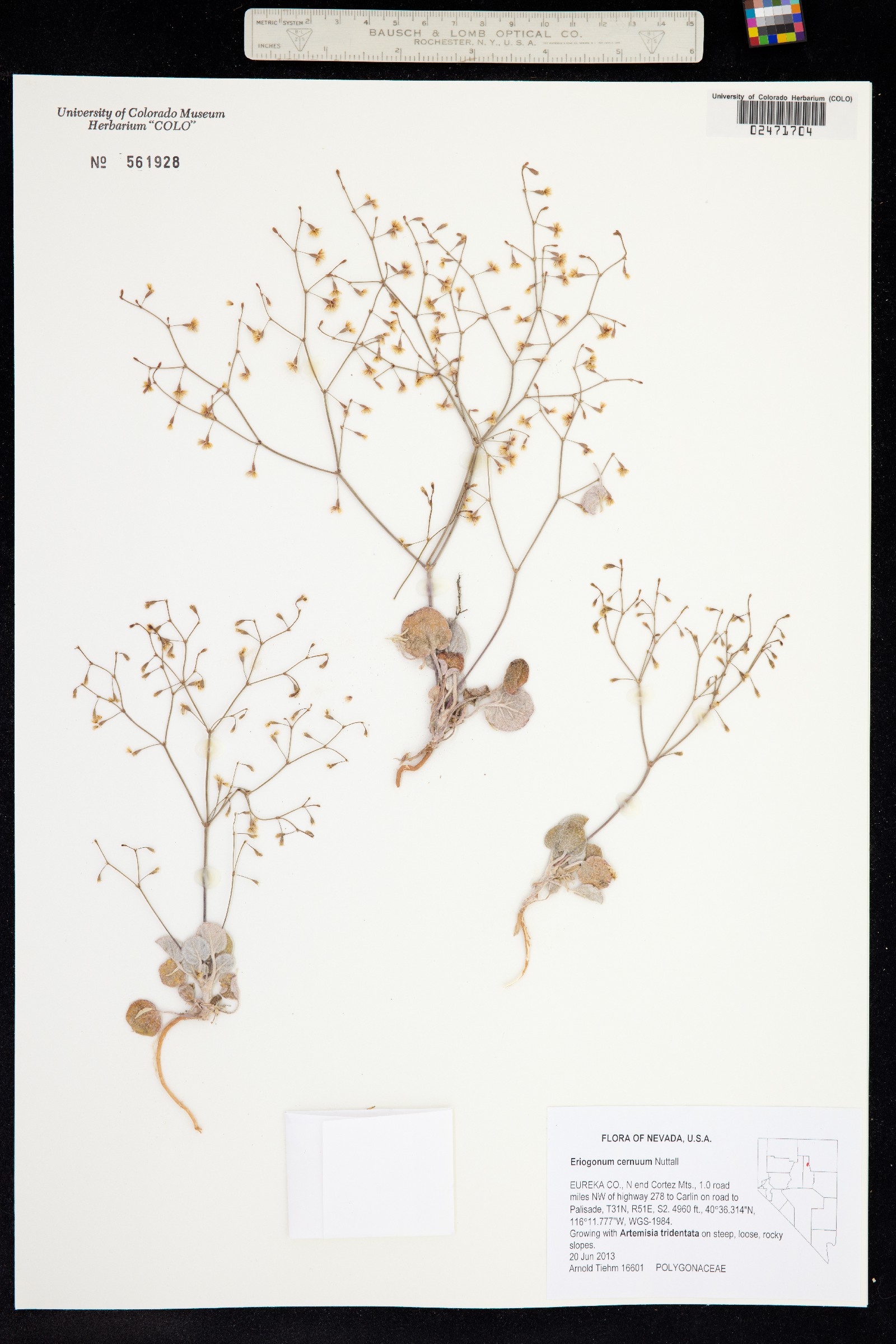 Eriogonum cernuum image