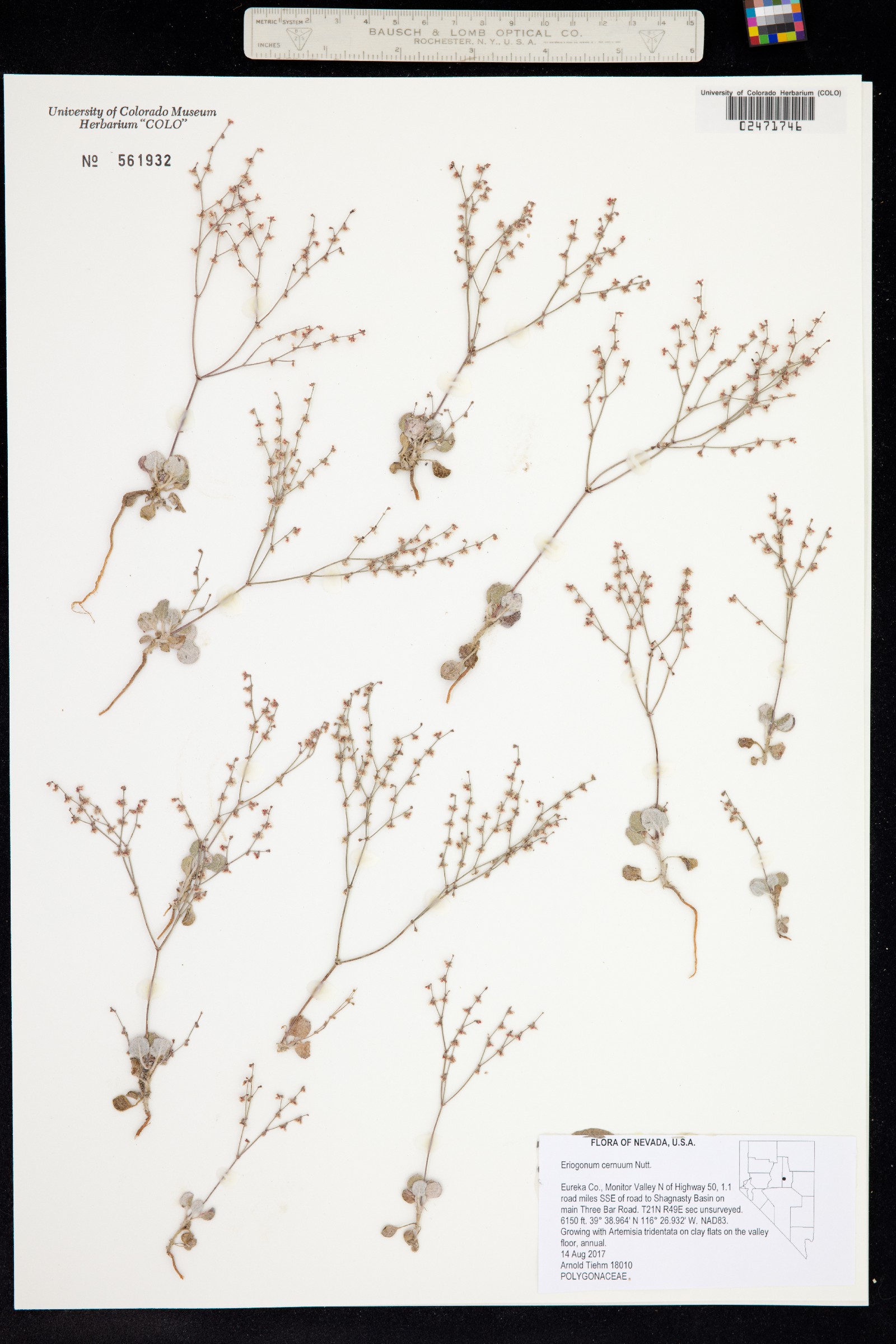 Eriogonum cernuum image