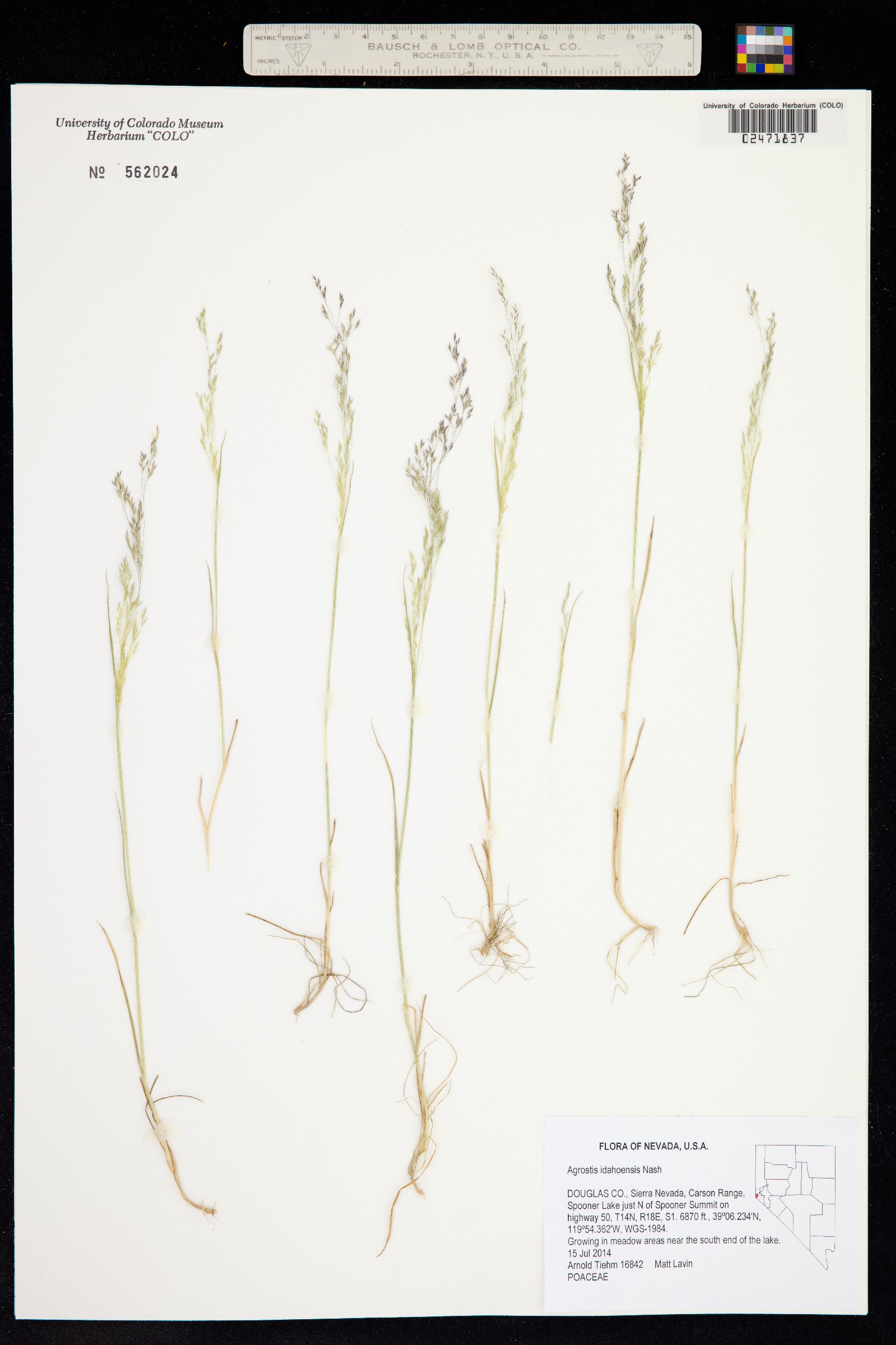 Agrostis idahoensis image