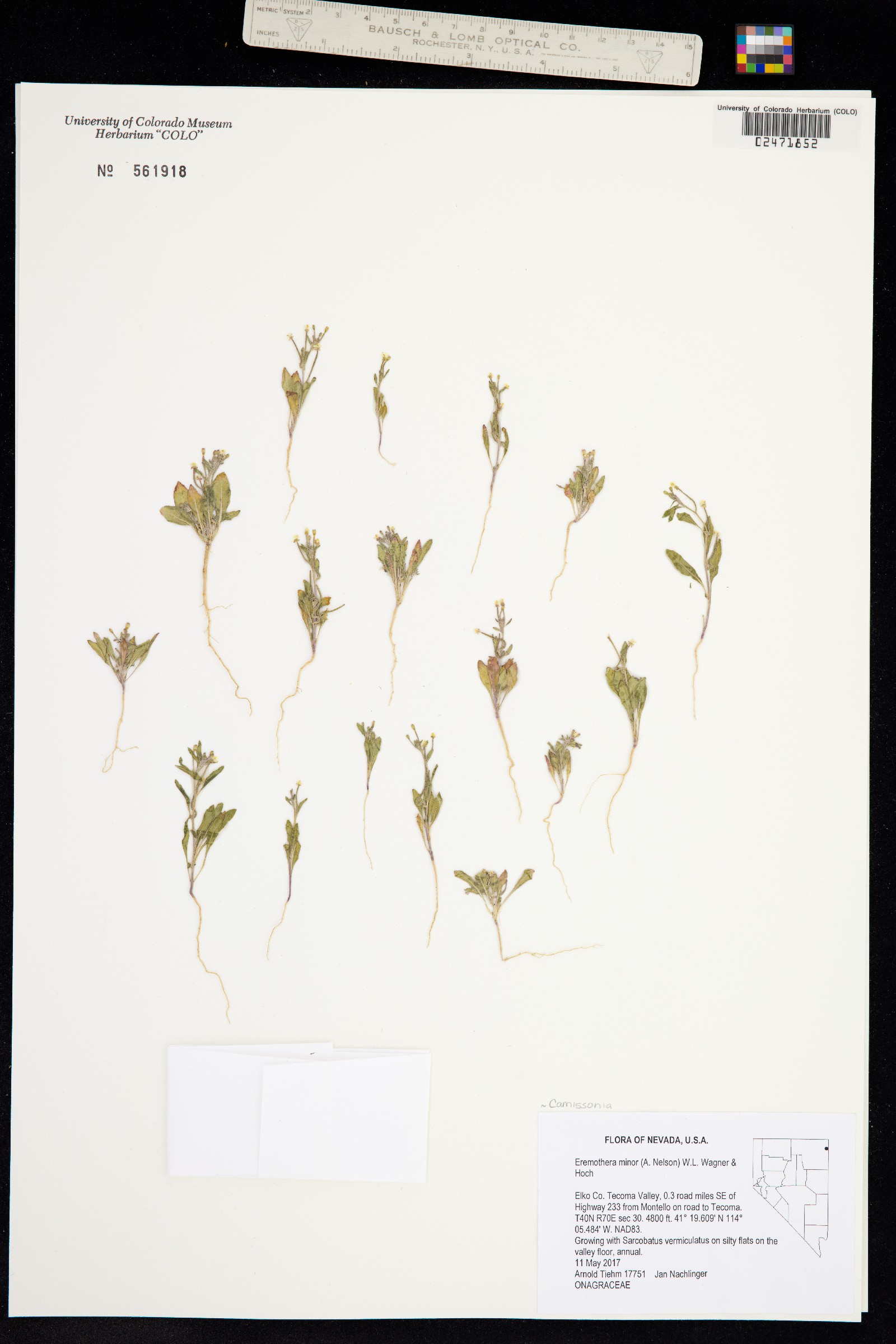 Eremothera minor image