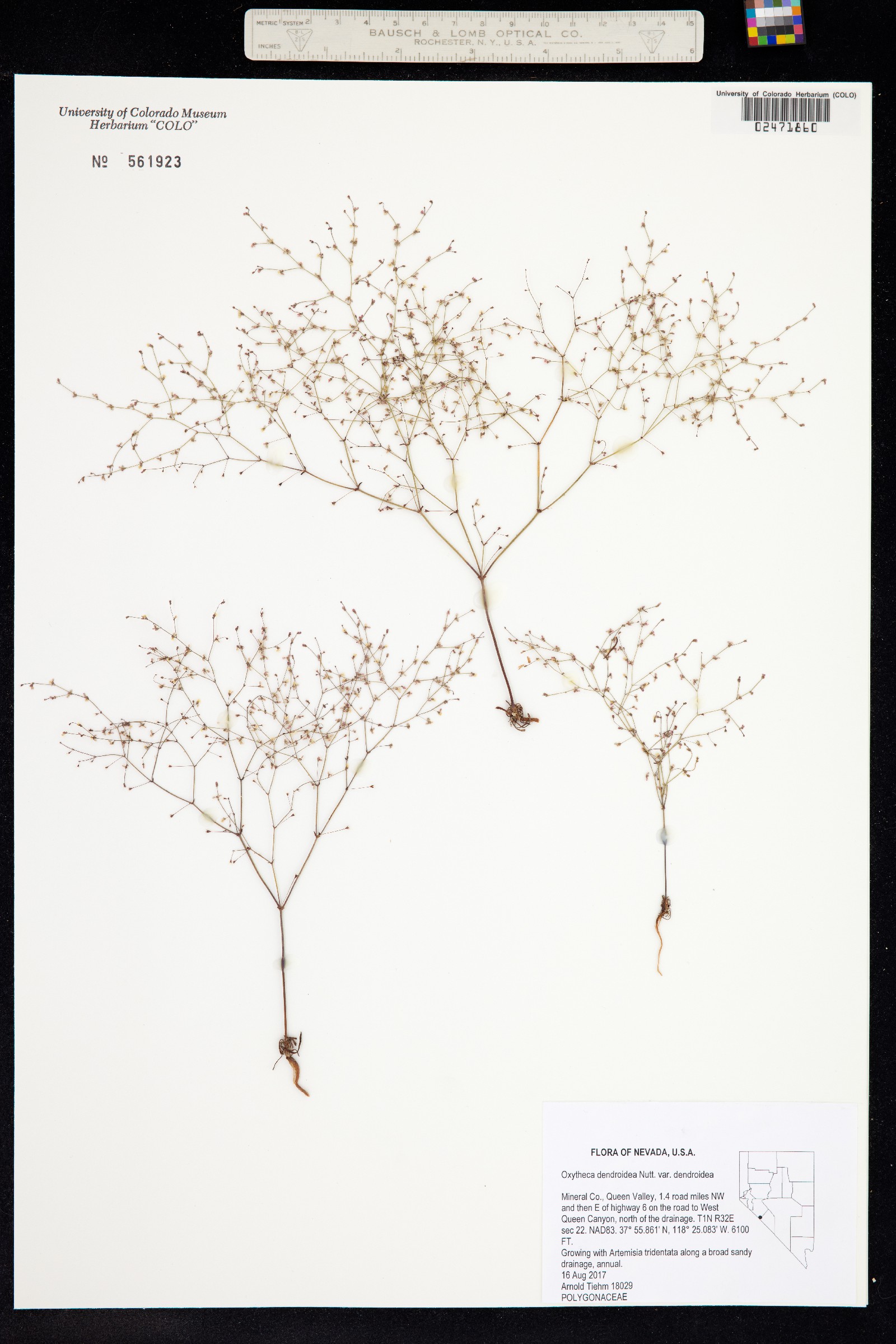 Oxytheca dendroidea image