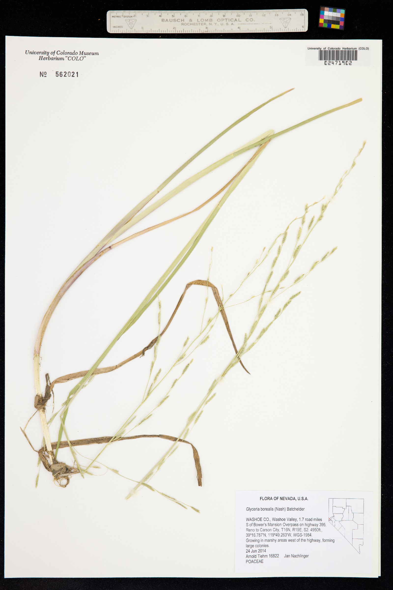 Glyceria borealis image