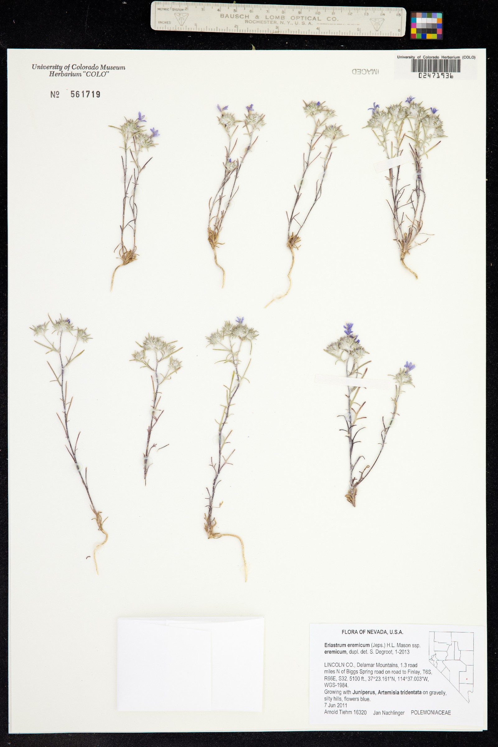 Eriastrum eremicum image