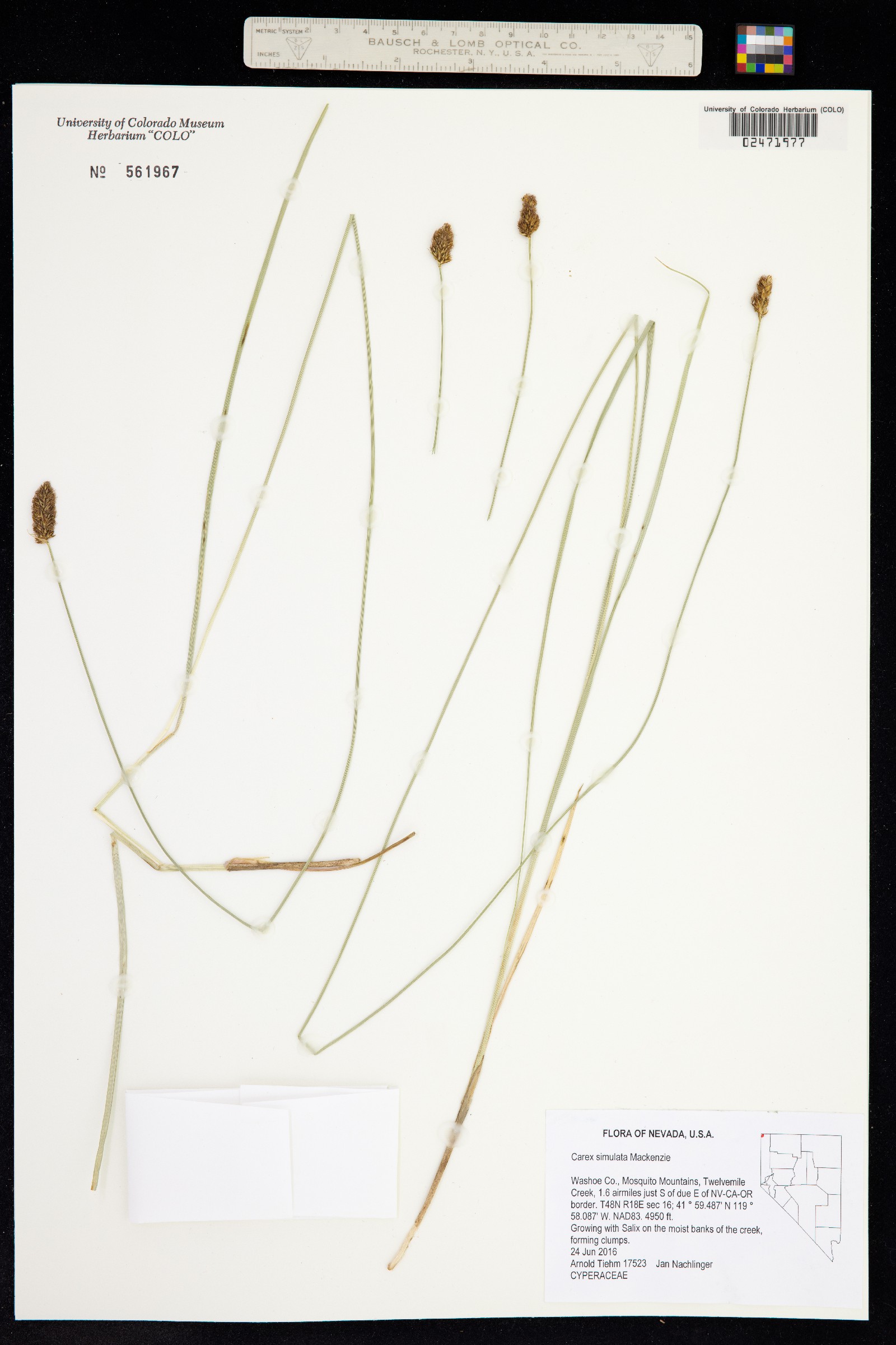 Carex simulata image