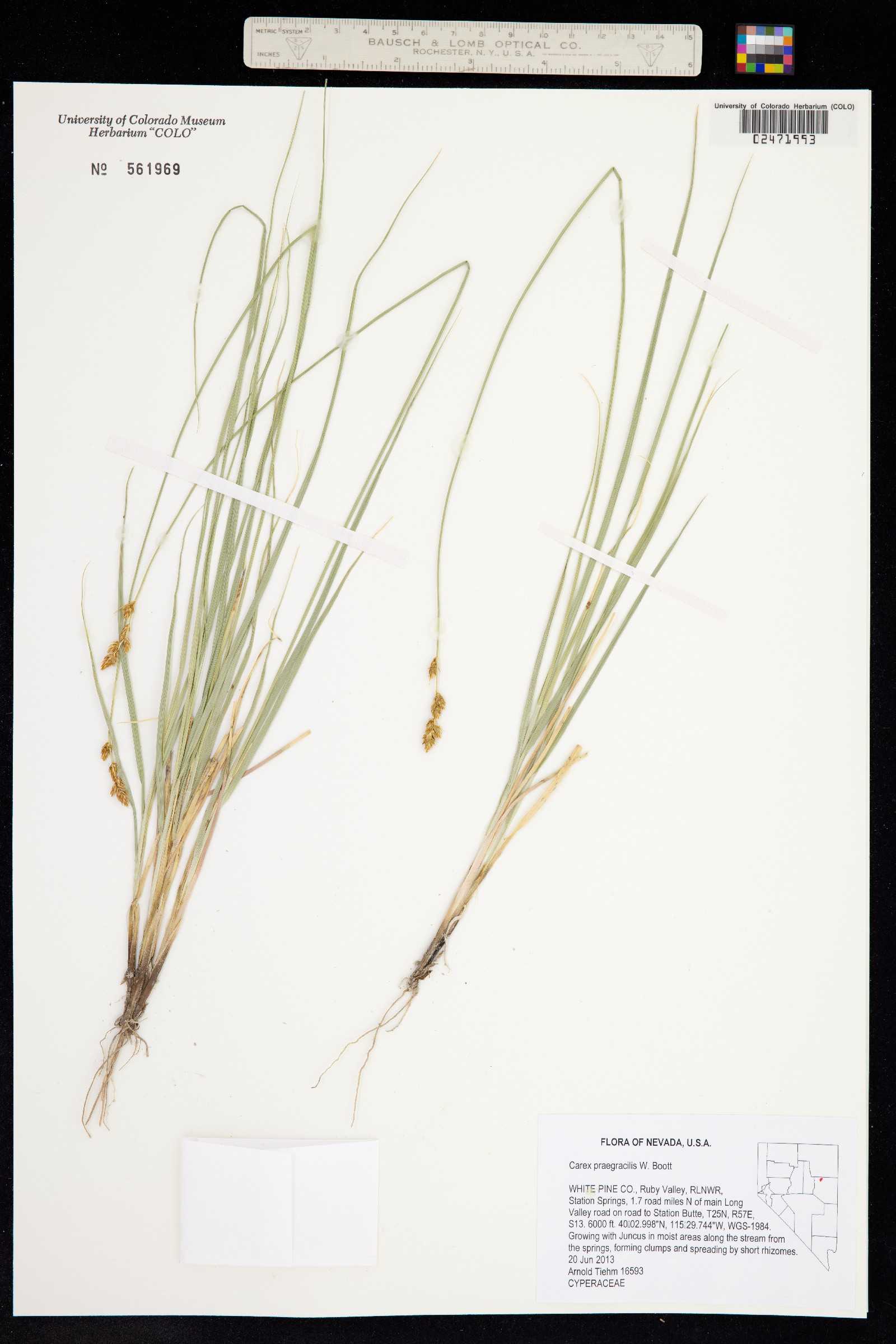 Carex praegracilis image