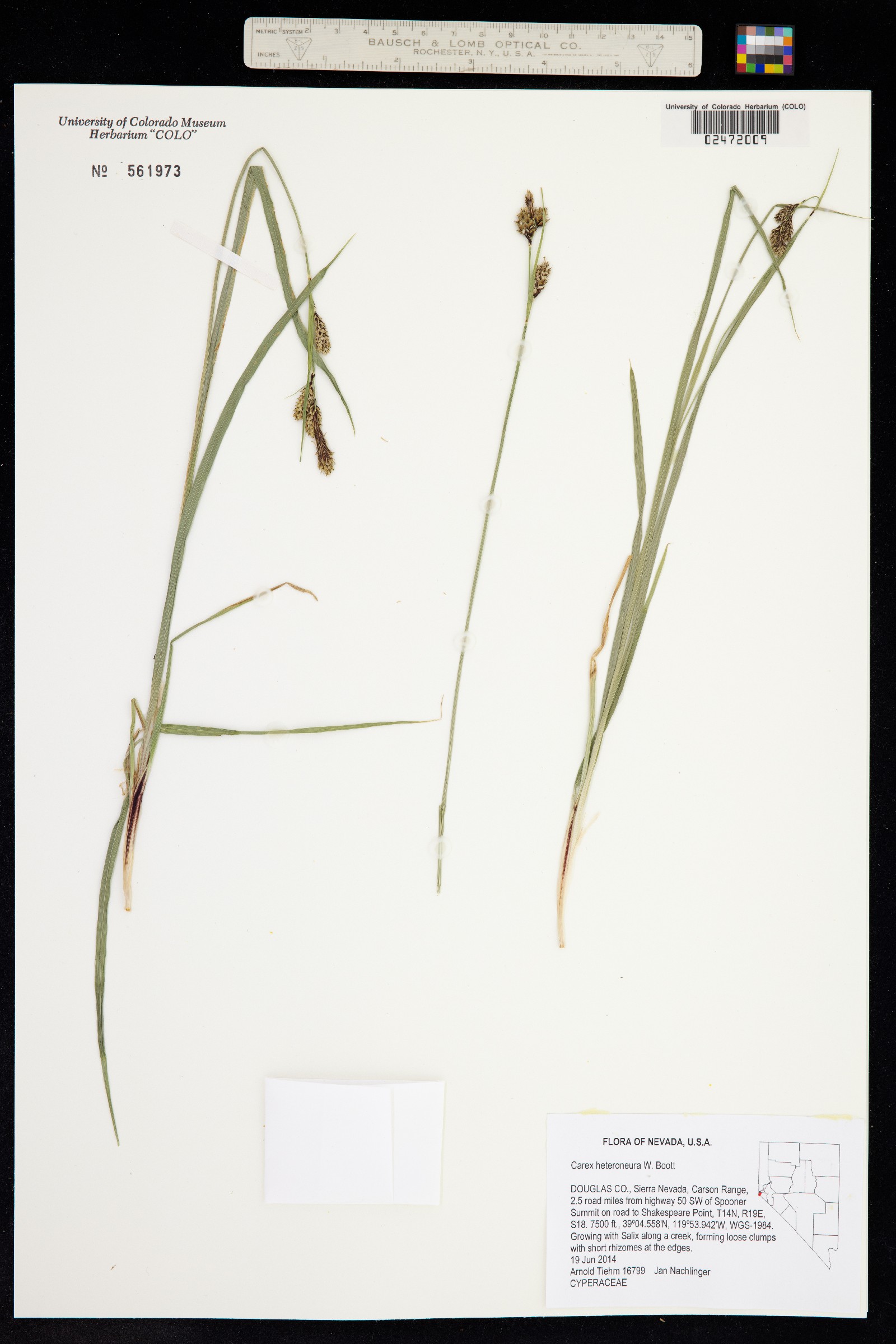 Carex heteroneura image