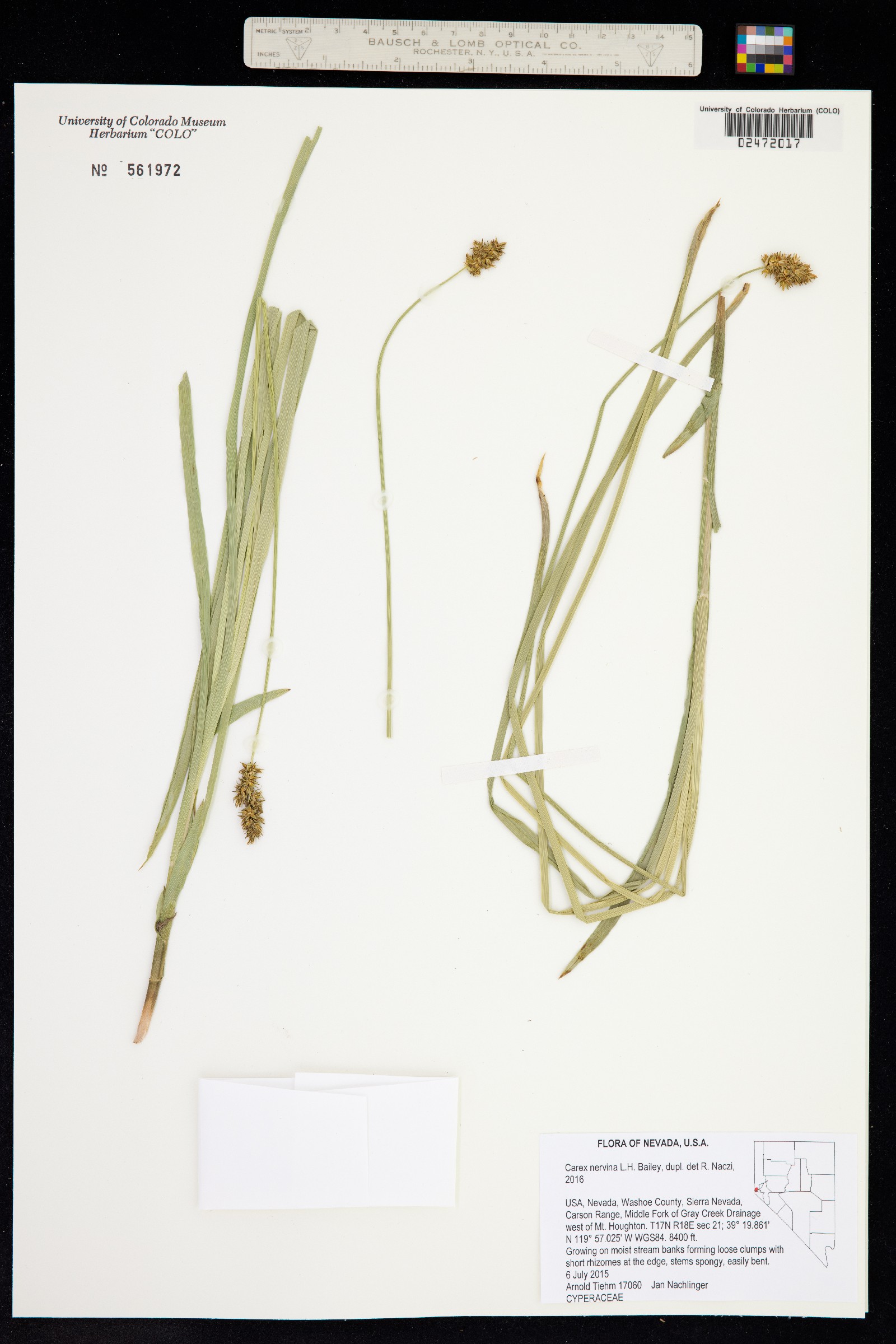 Carex nervina image