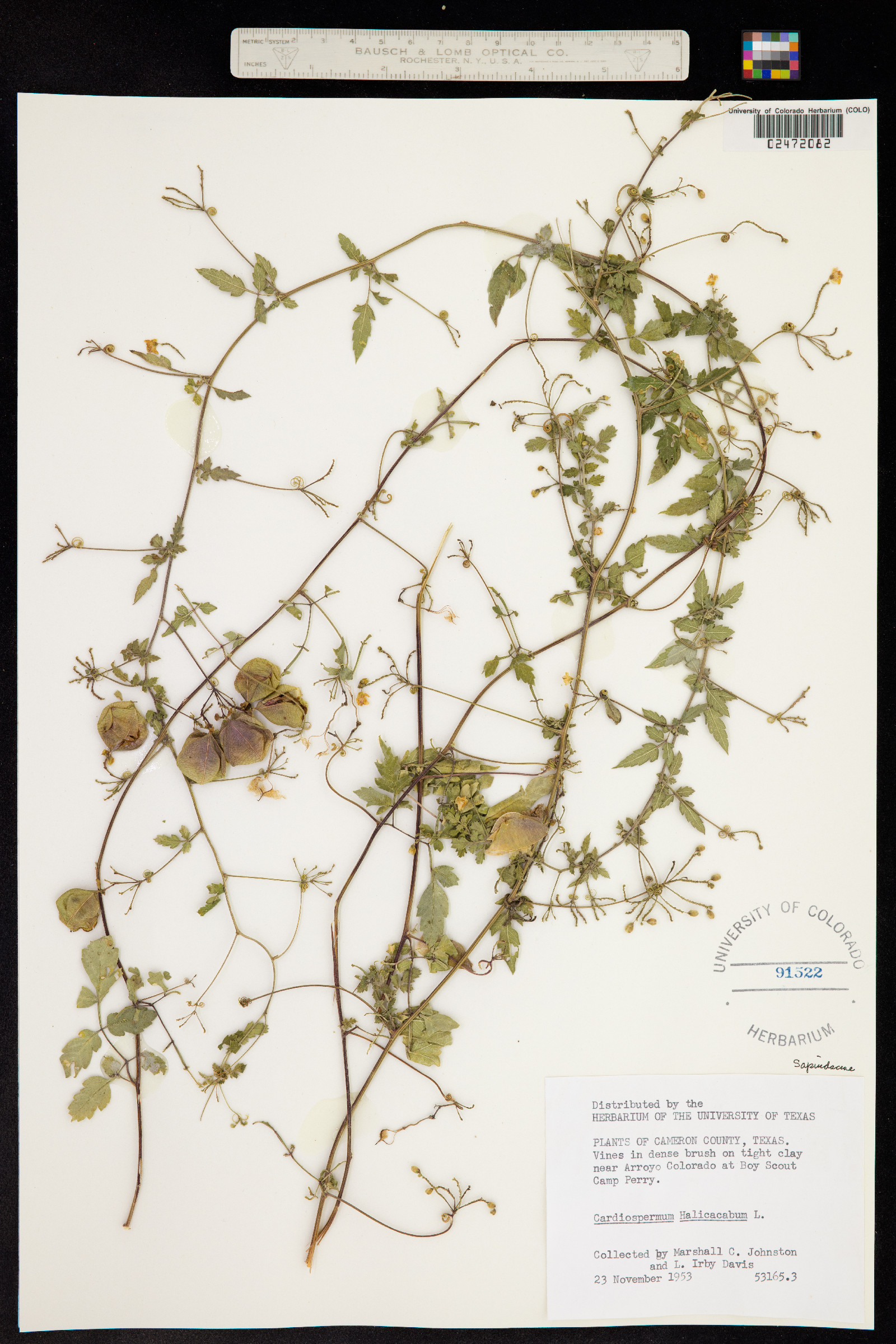 Cardiospermum halicacabum image