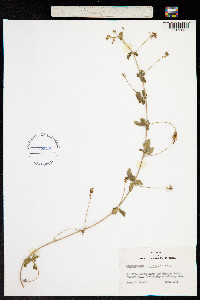 Image of Cardiospermum halicacabum