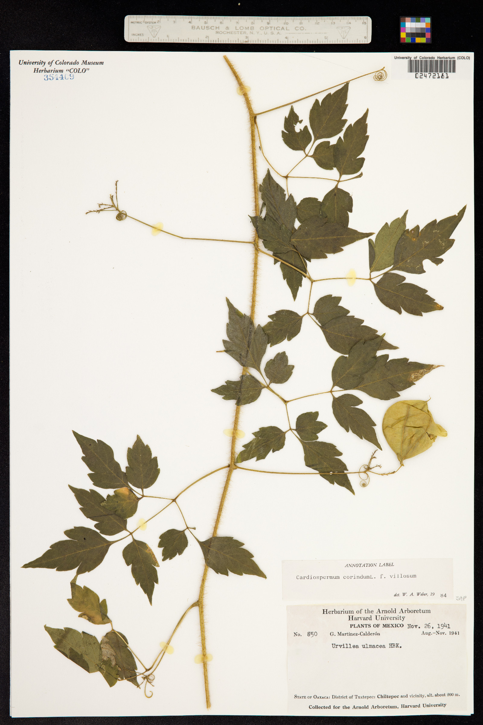 Cardiospermum corindum image