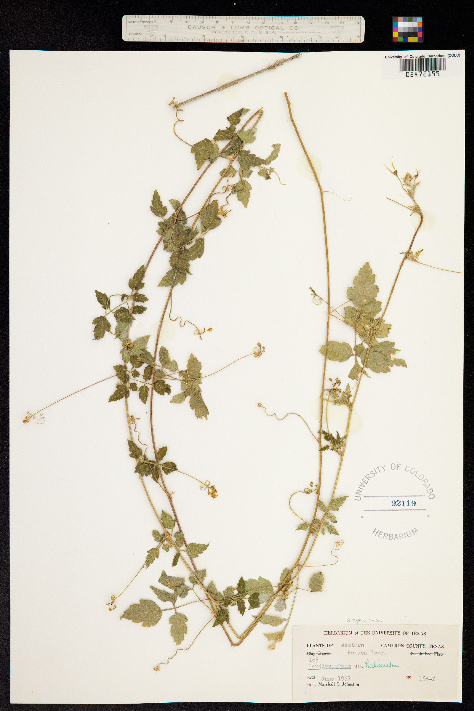 Cardiospermum halicacabum image