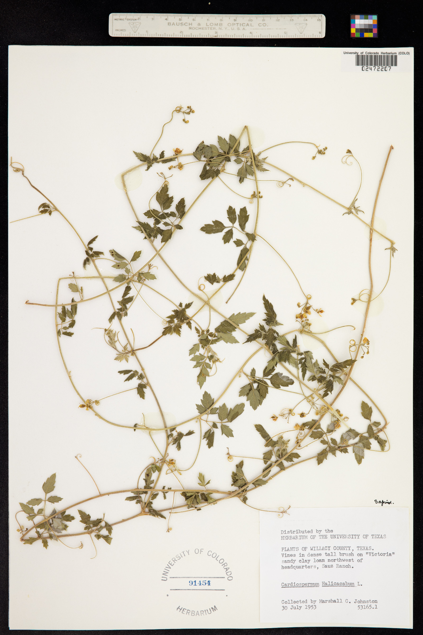 Sapindaceae image