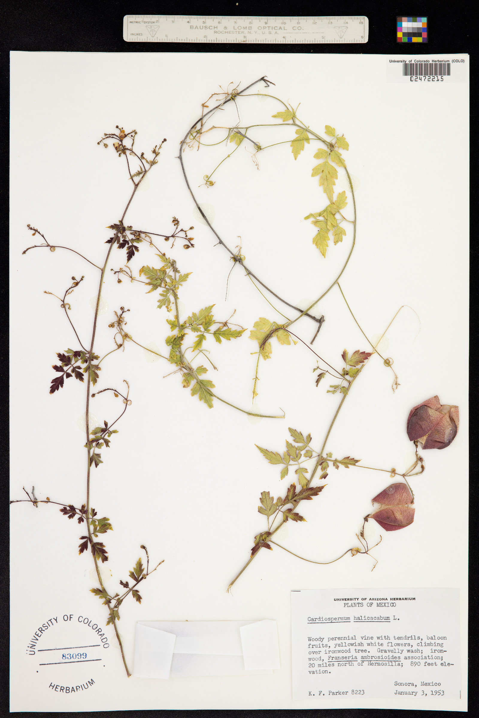 Cardiospermum halicacabum image