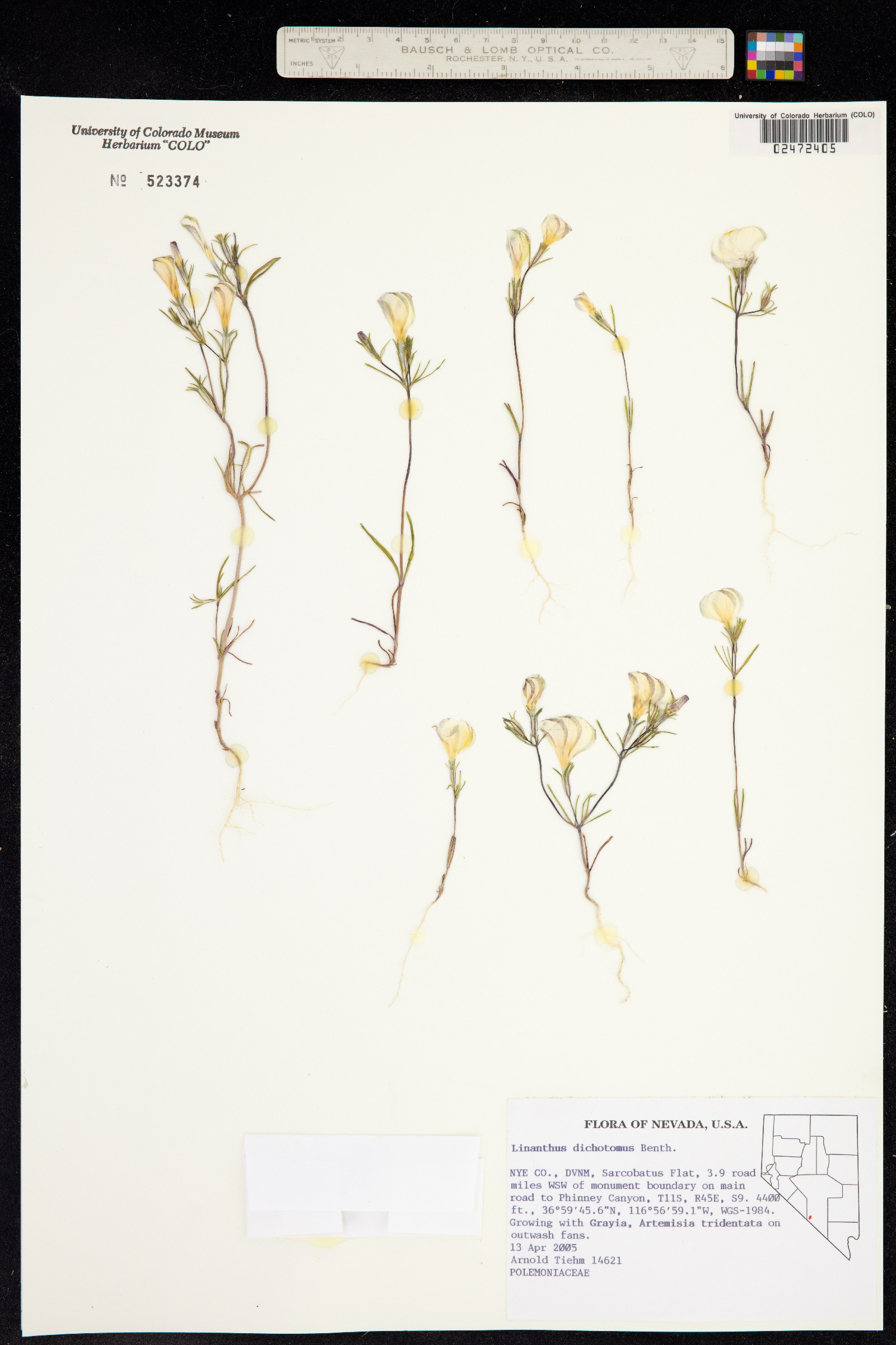 Linanthus dichotomus image