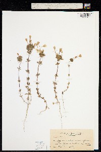 Image of Linanthus rosaceus