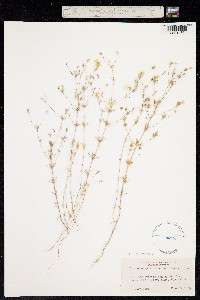 Linanthus pharnaceoides image