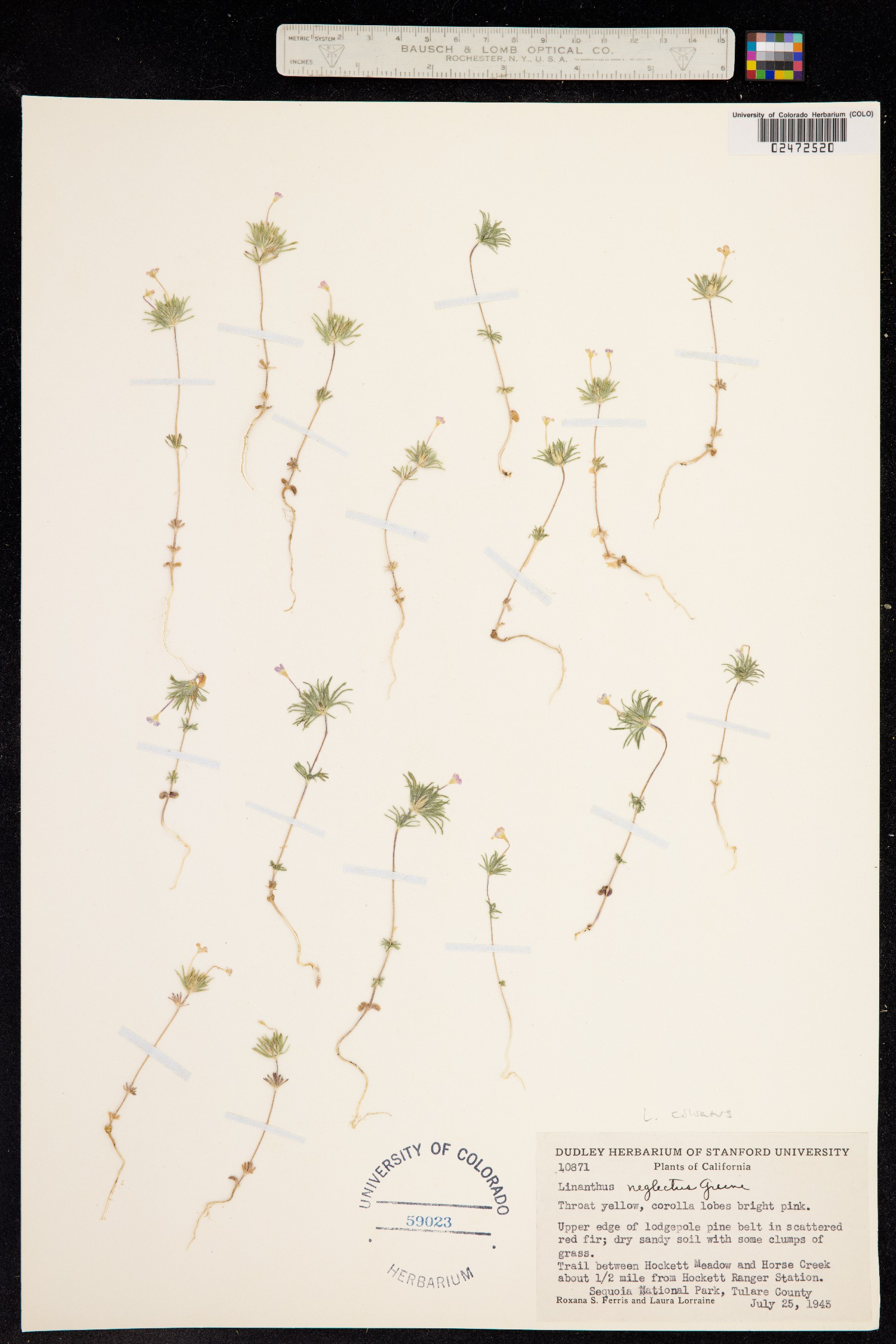 Linanthus neglectus image