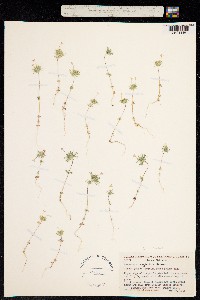 Linanthus neglectus image