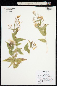 Image of Loeselia grandiflora