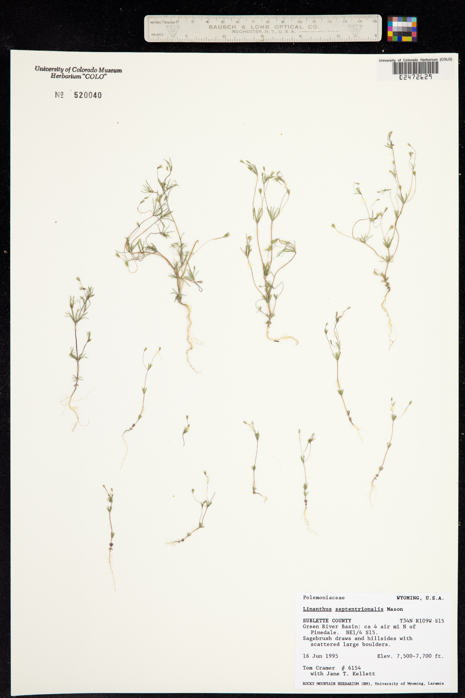Leptosiphon septentrionalis image