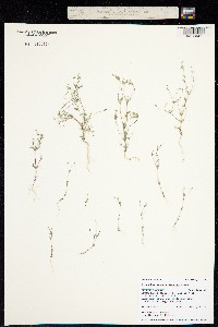 Linanthus septentrionalis image