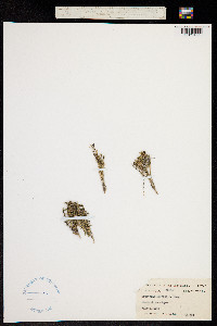 Image of Oldenlandia acerosa