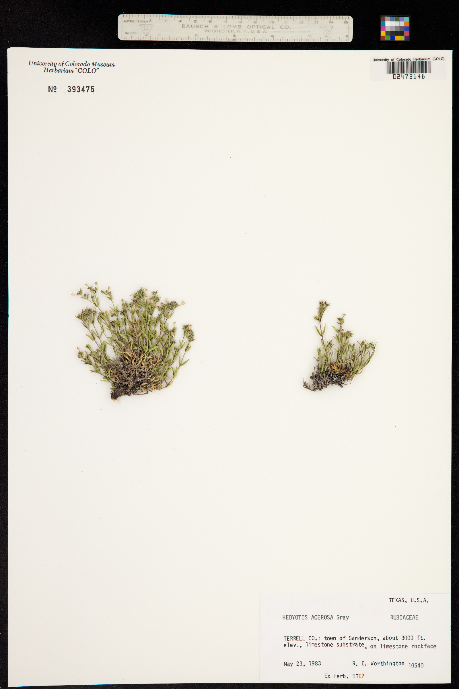 Houstonia acerosa var. acerosa image