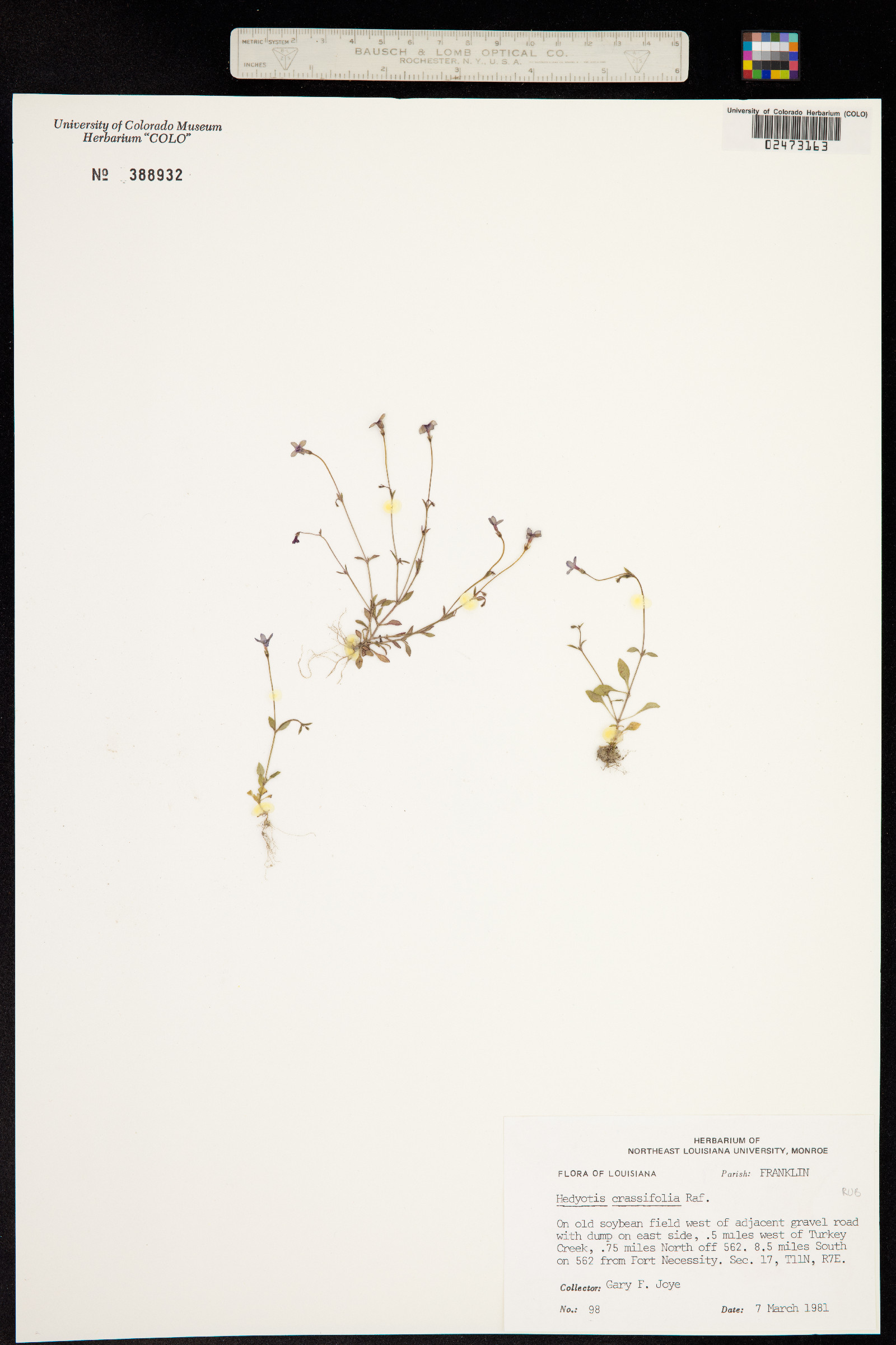 Houstonia pusilla image