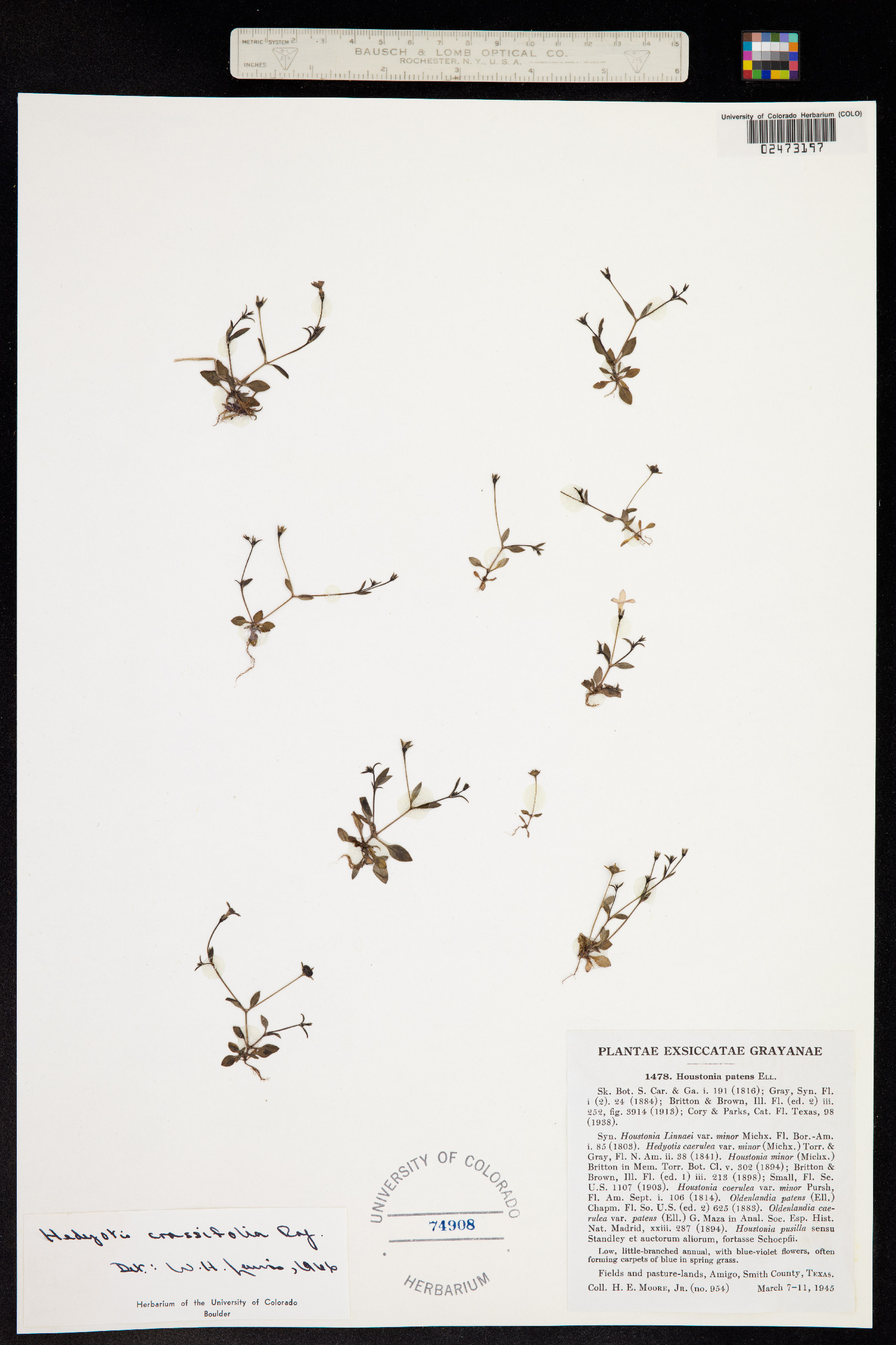 Houstonia pusilla image