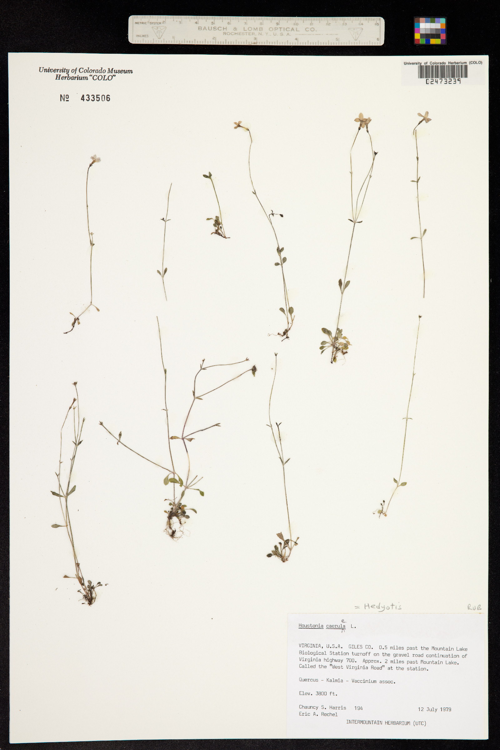 Houstonia caerulea image