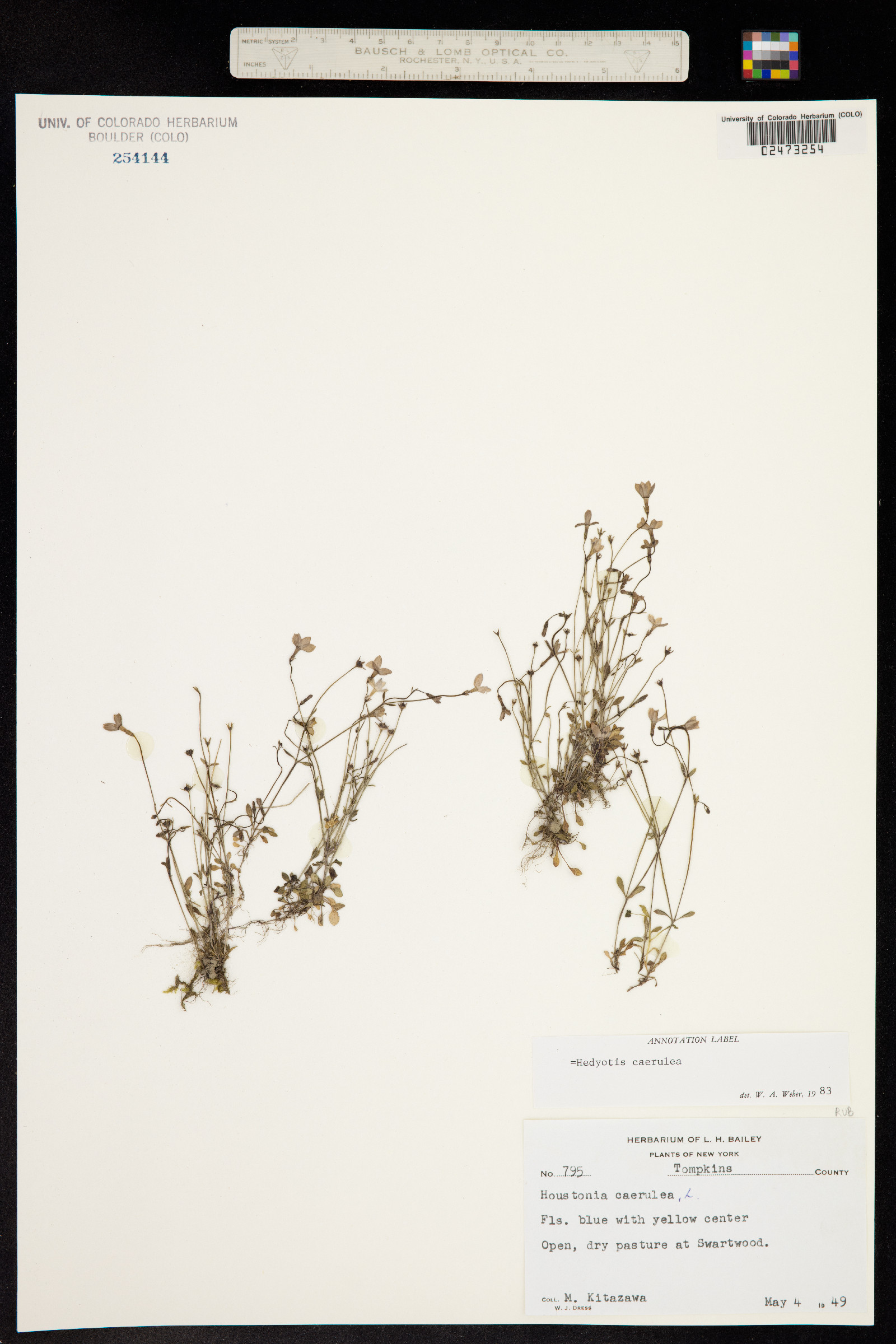 Houstonia caerulea image