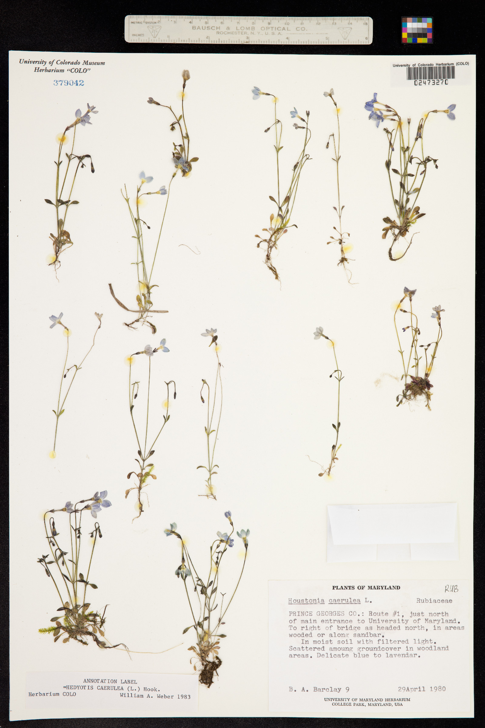 Houstonia caerulea image