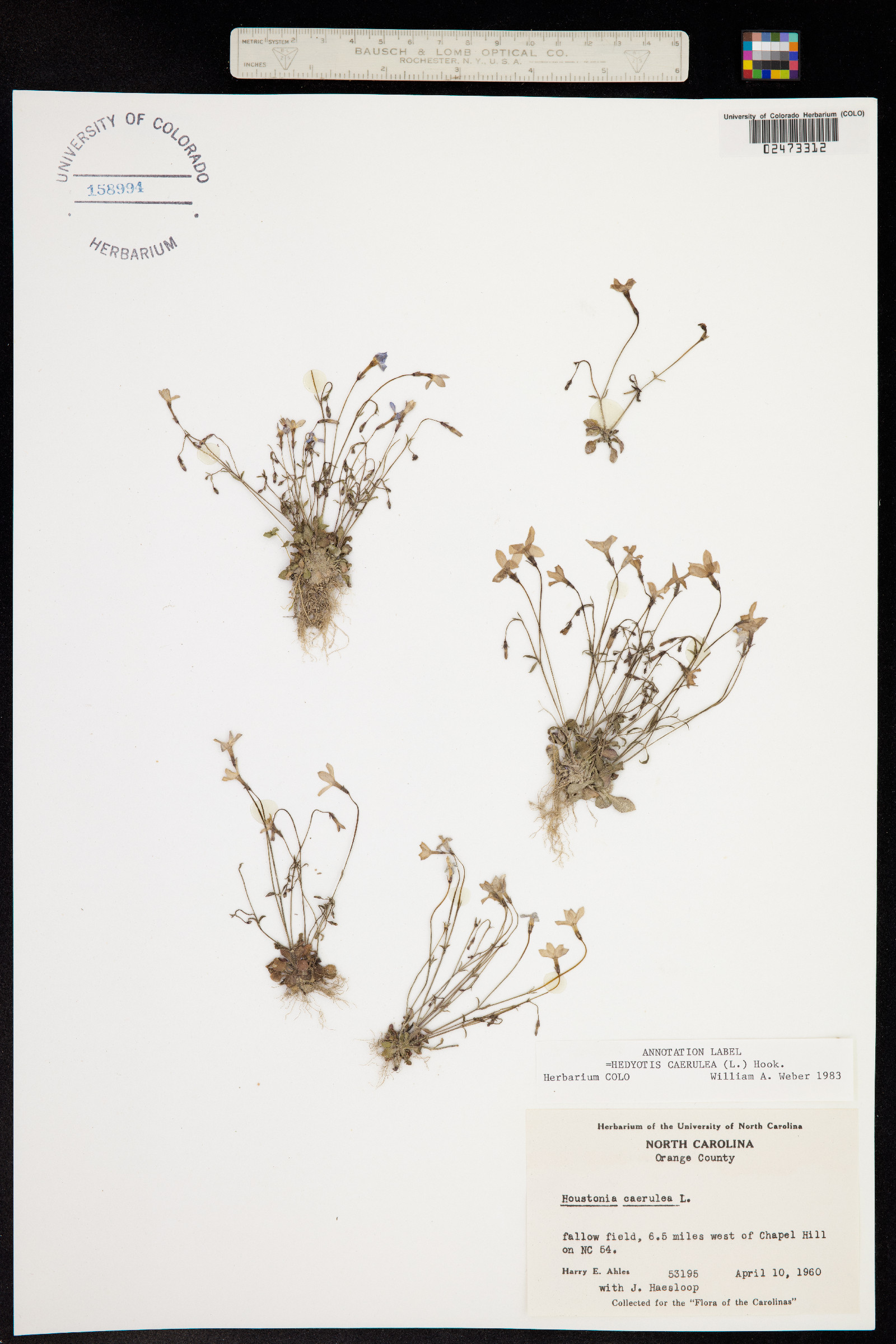 Houstonia caerulea image