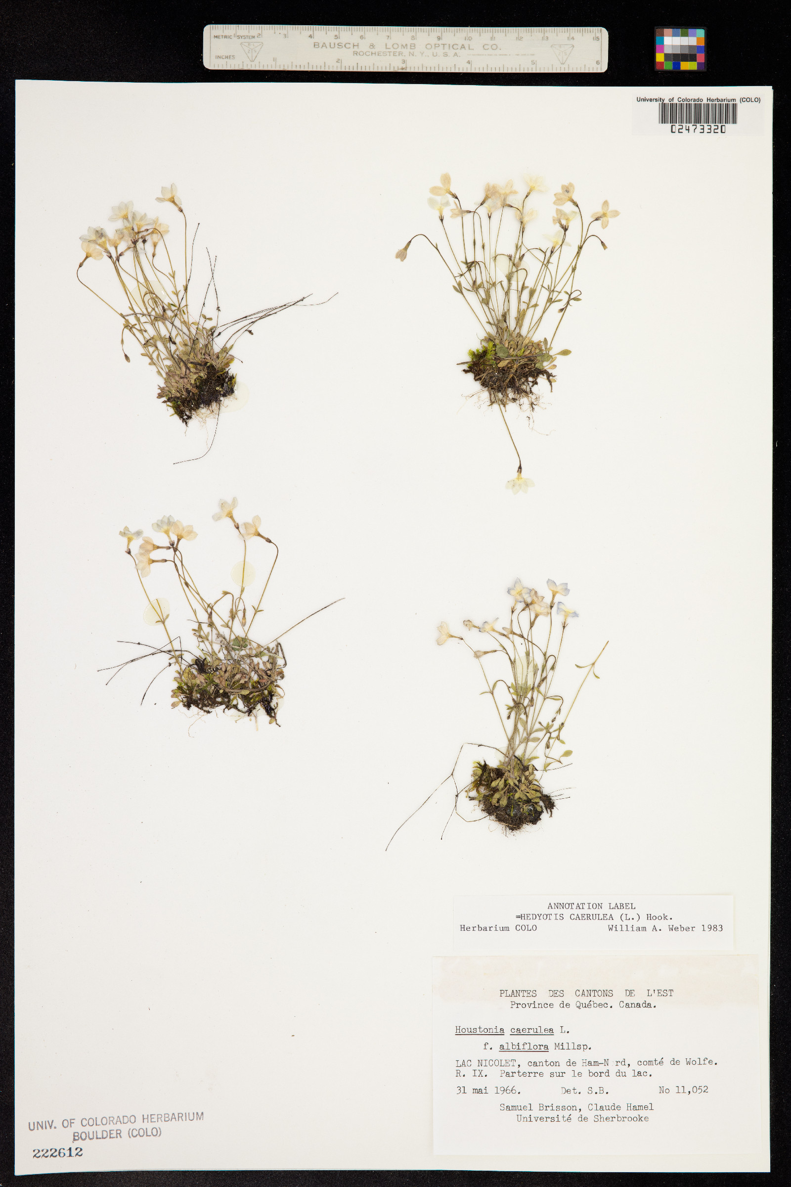 Houstonia caerulea image