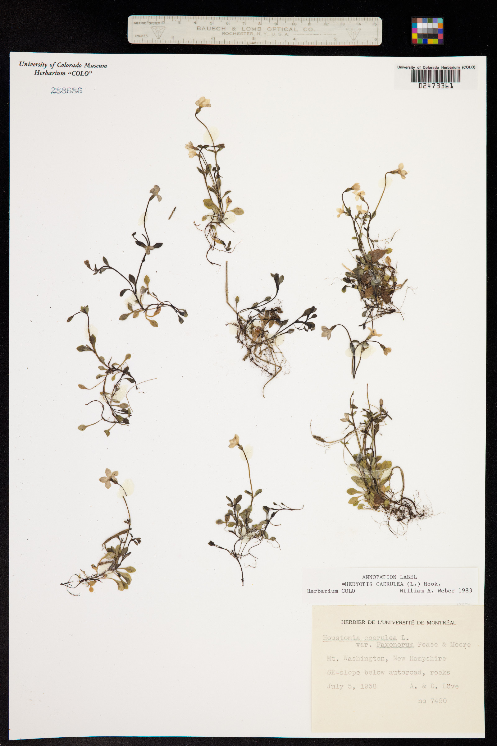 Houstonia caerulea image