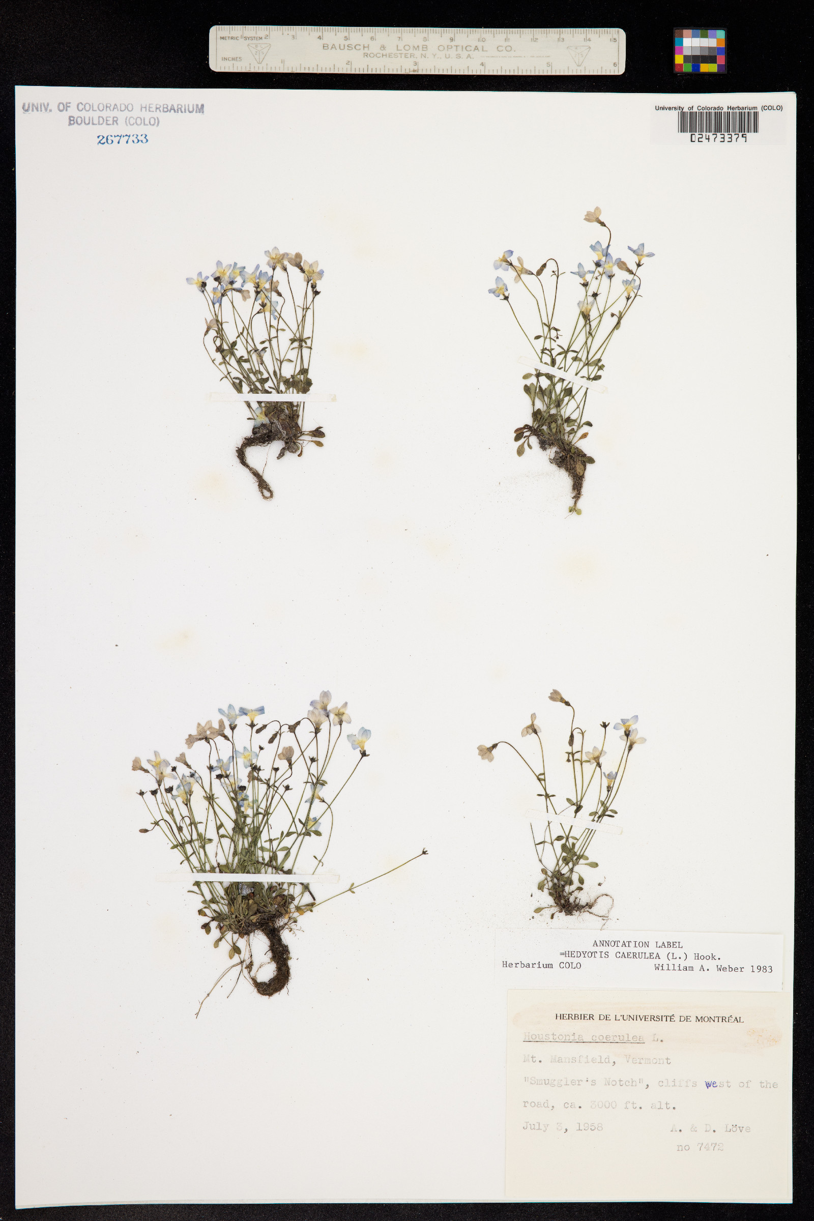 Houstonia caerulea image
