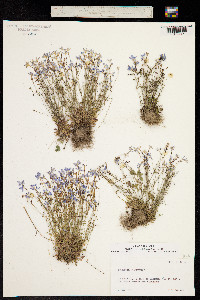 Image of Houstonia caerulea