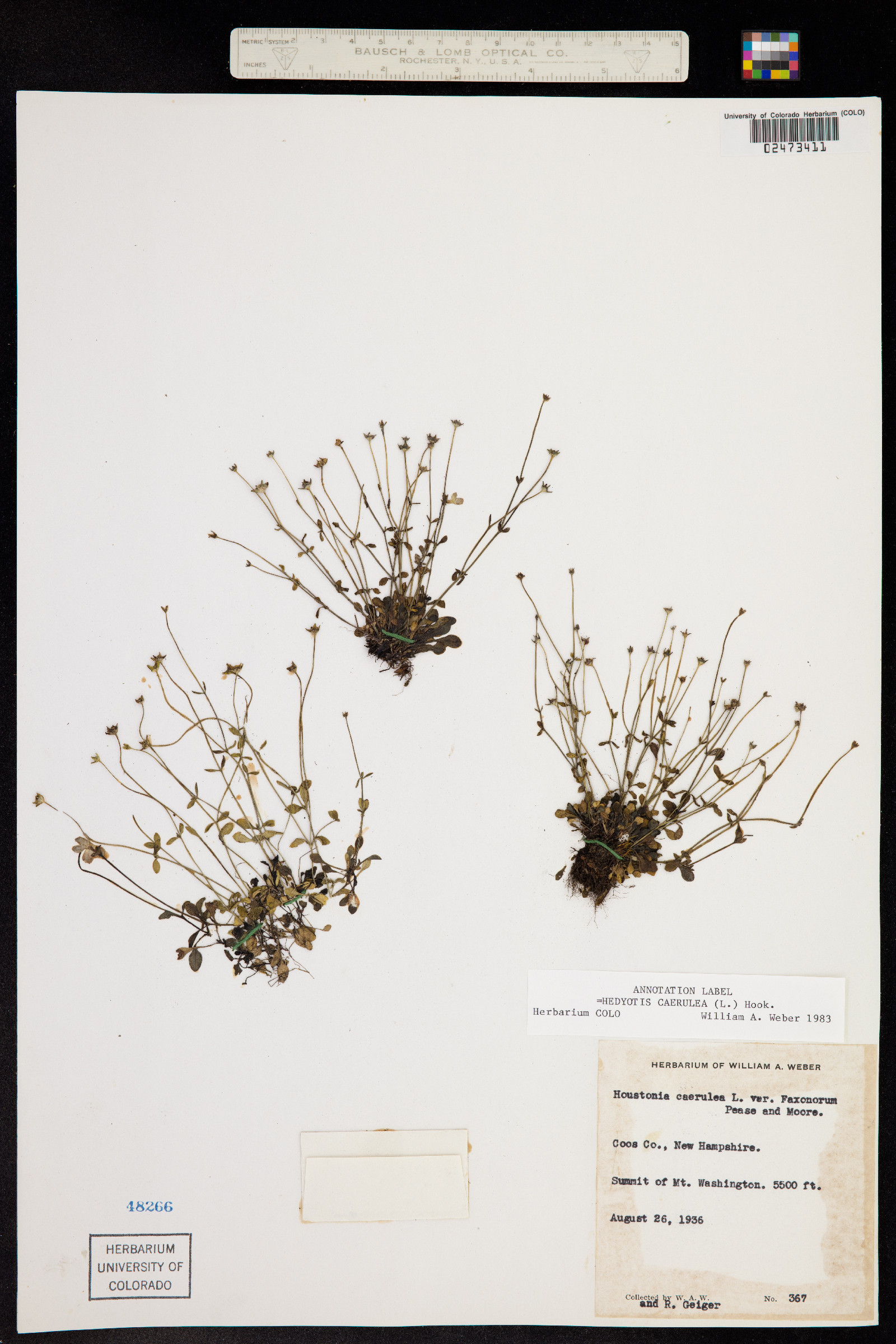 Houstonia caerulea image