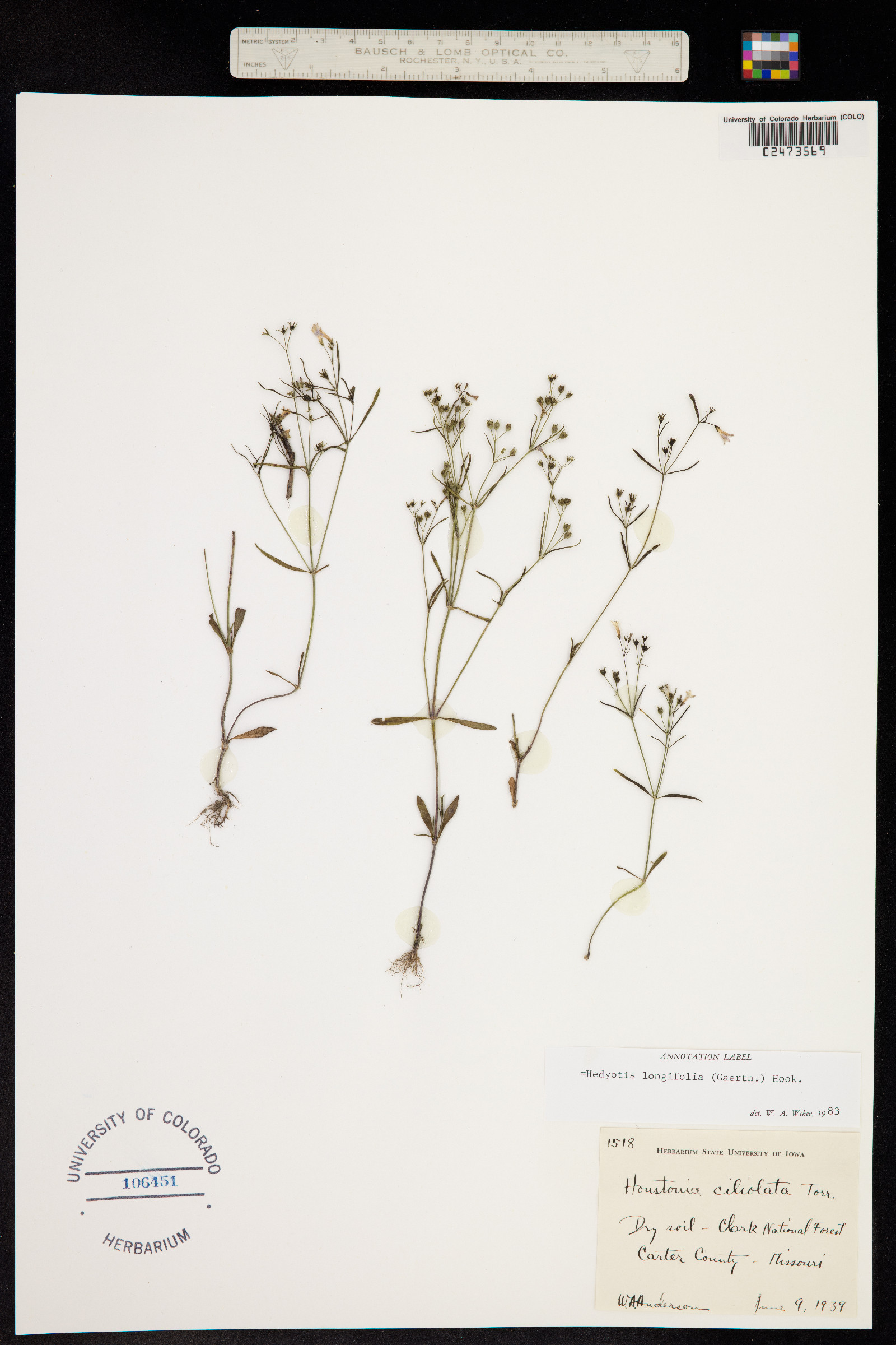 Hedyotis longifolia image