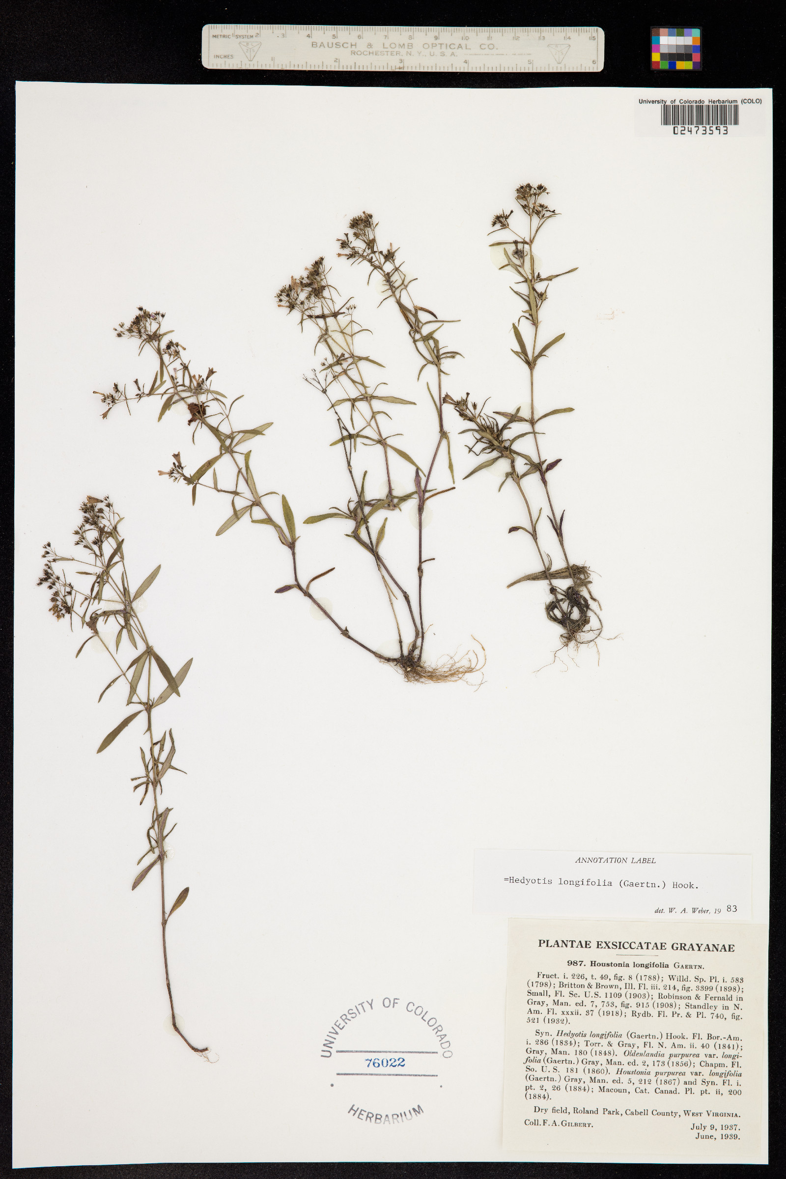 Houstonia longifolia image
