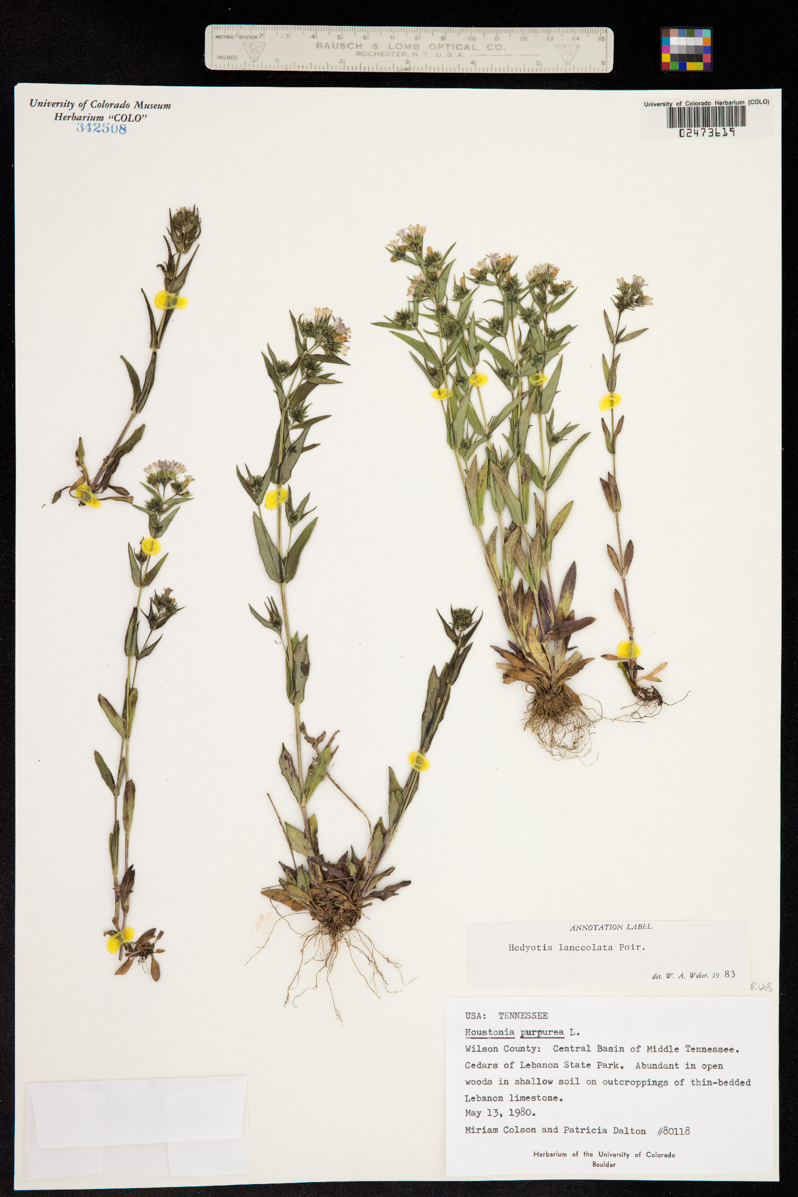 Houstonia purpurea var. calycosa image