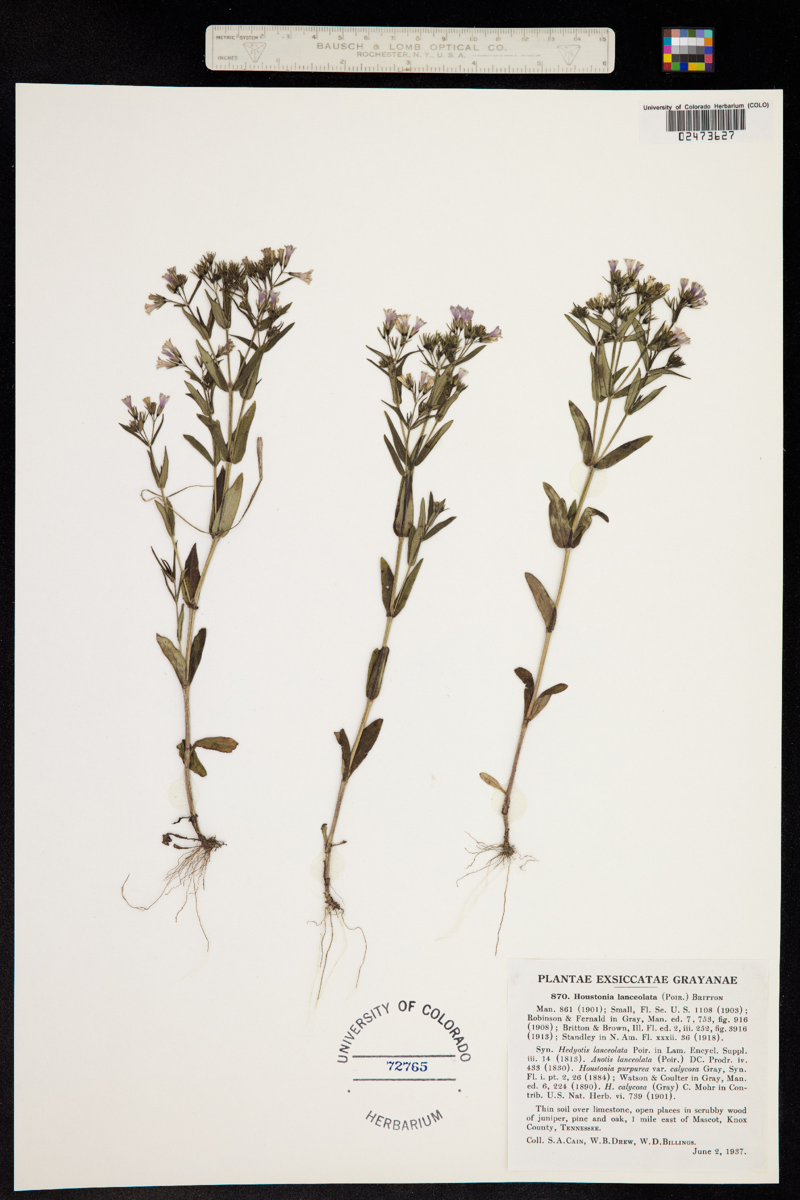 Houstonia purpurea var. calycosa image