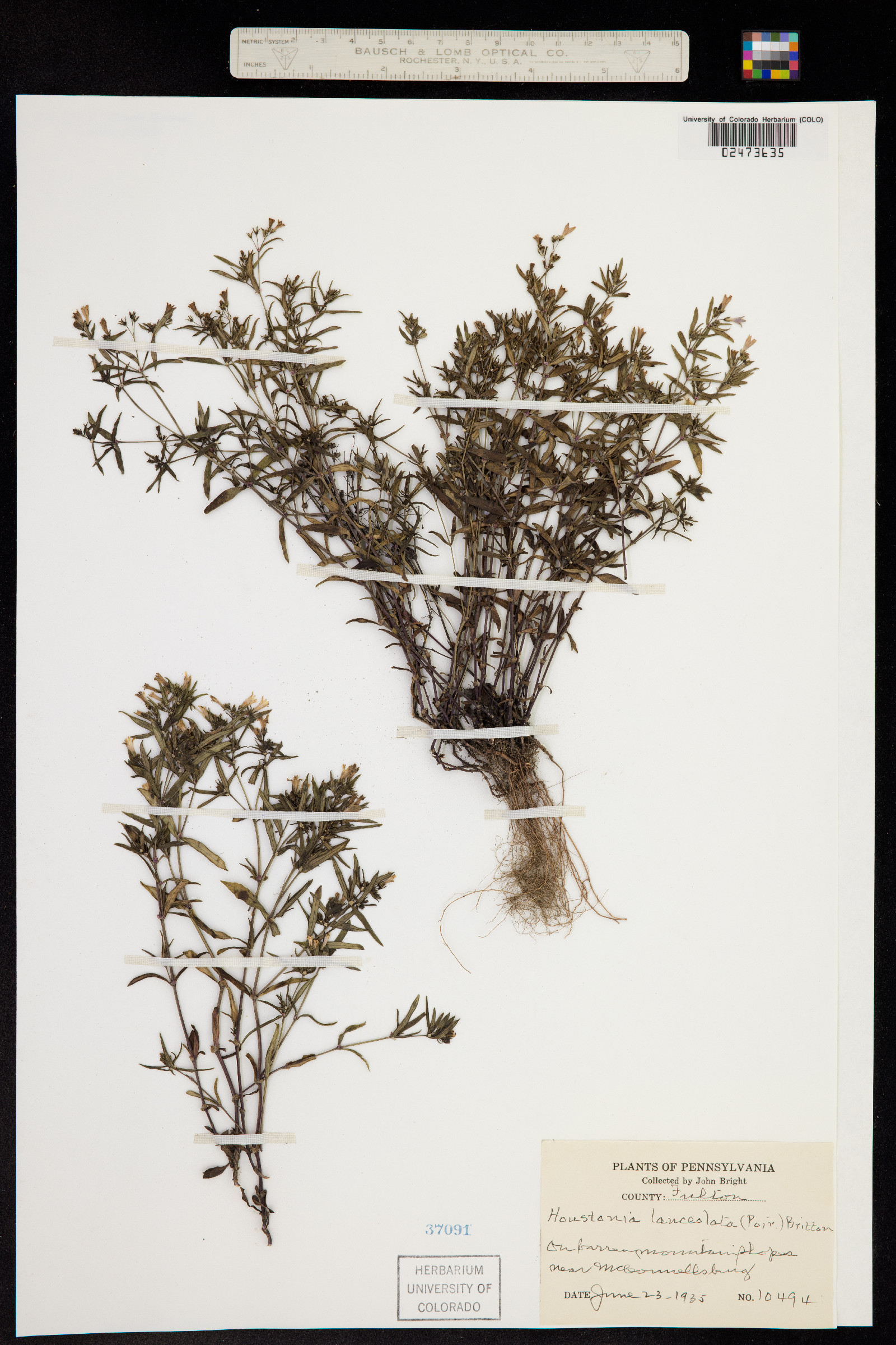 Houstonia purpurea image